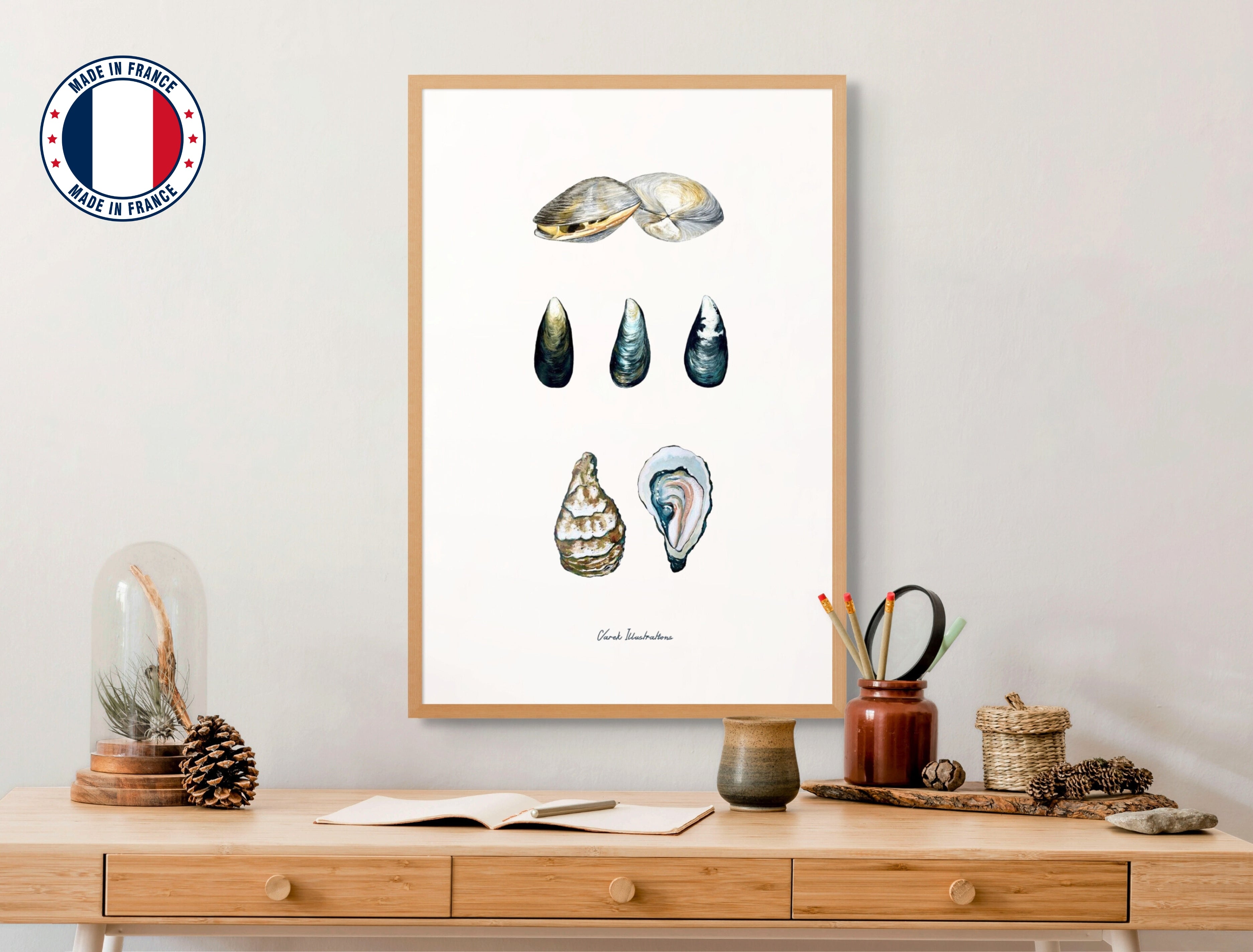 Affiche : Les Coquillages