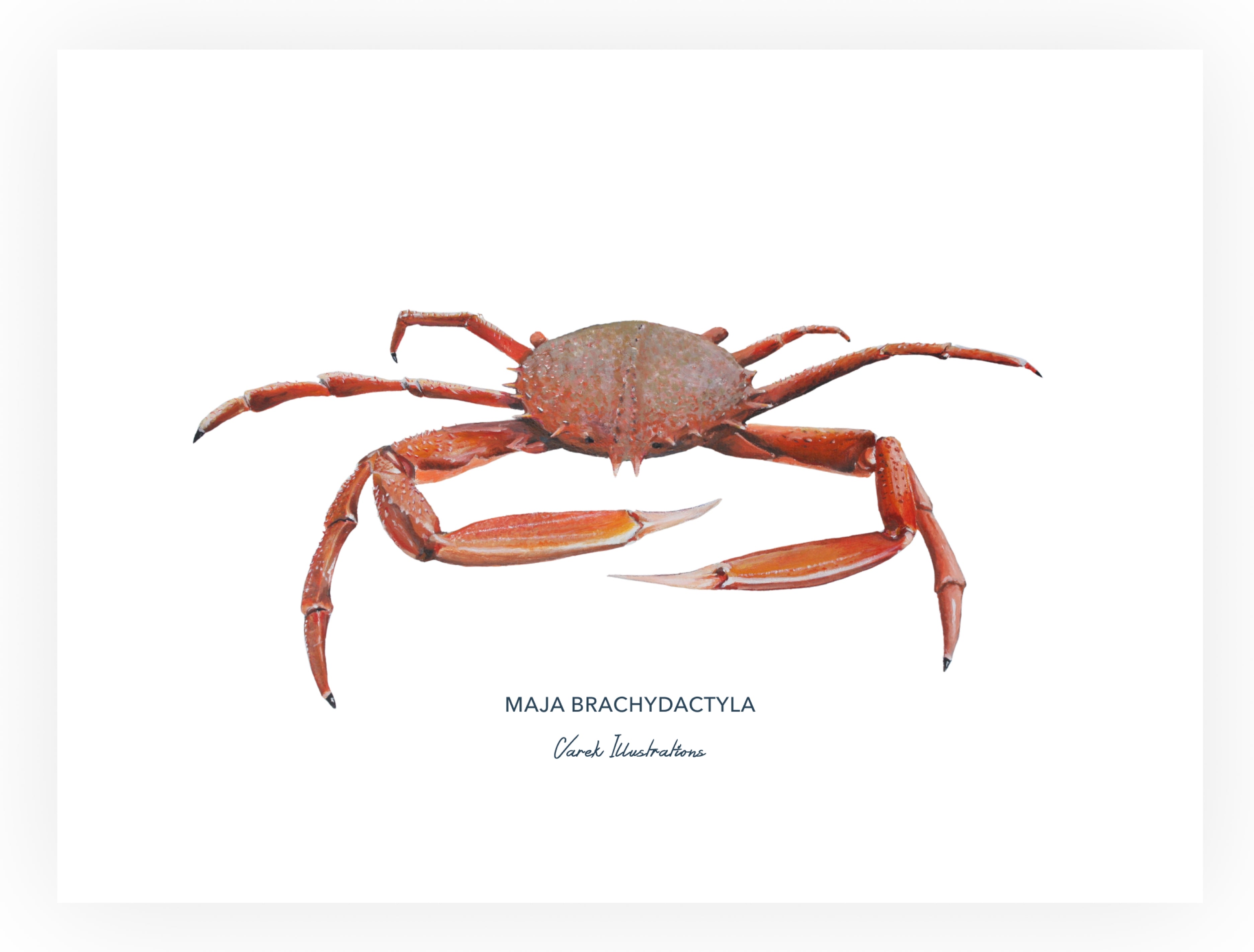 Affiche l'Araignée de Mer