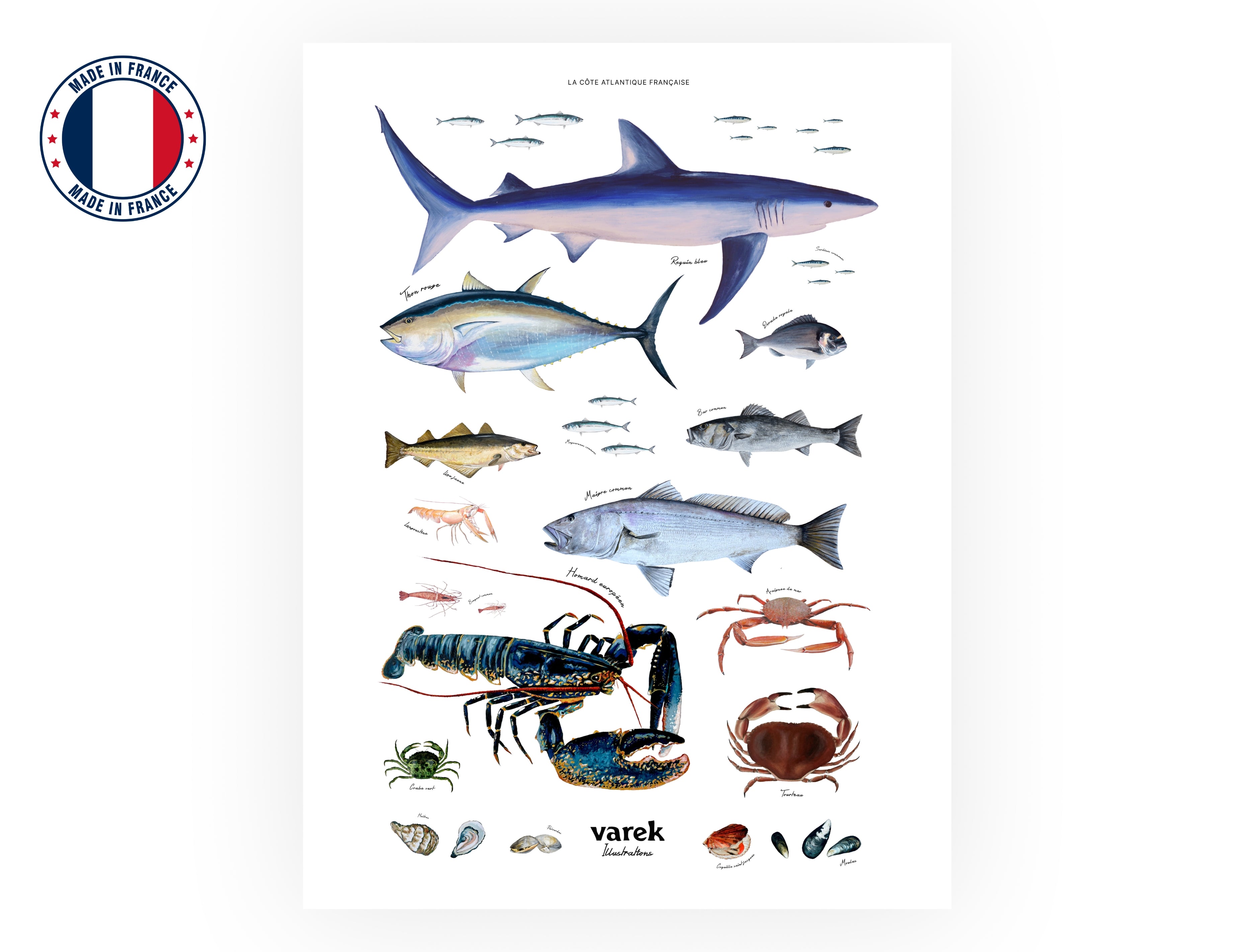 Affiche : La vie marine de l'Atlantique