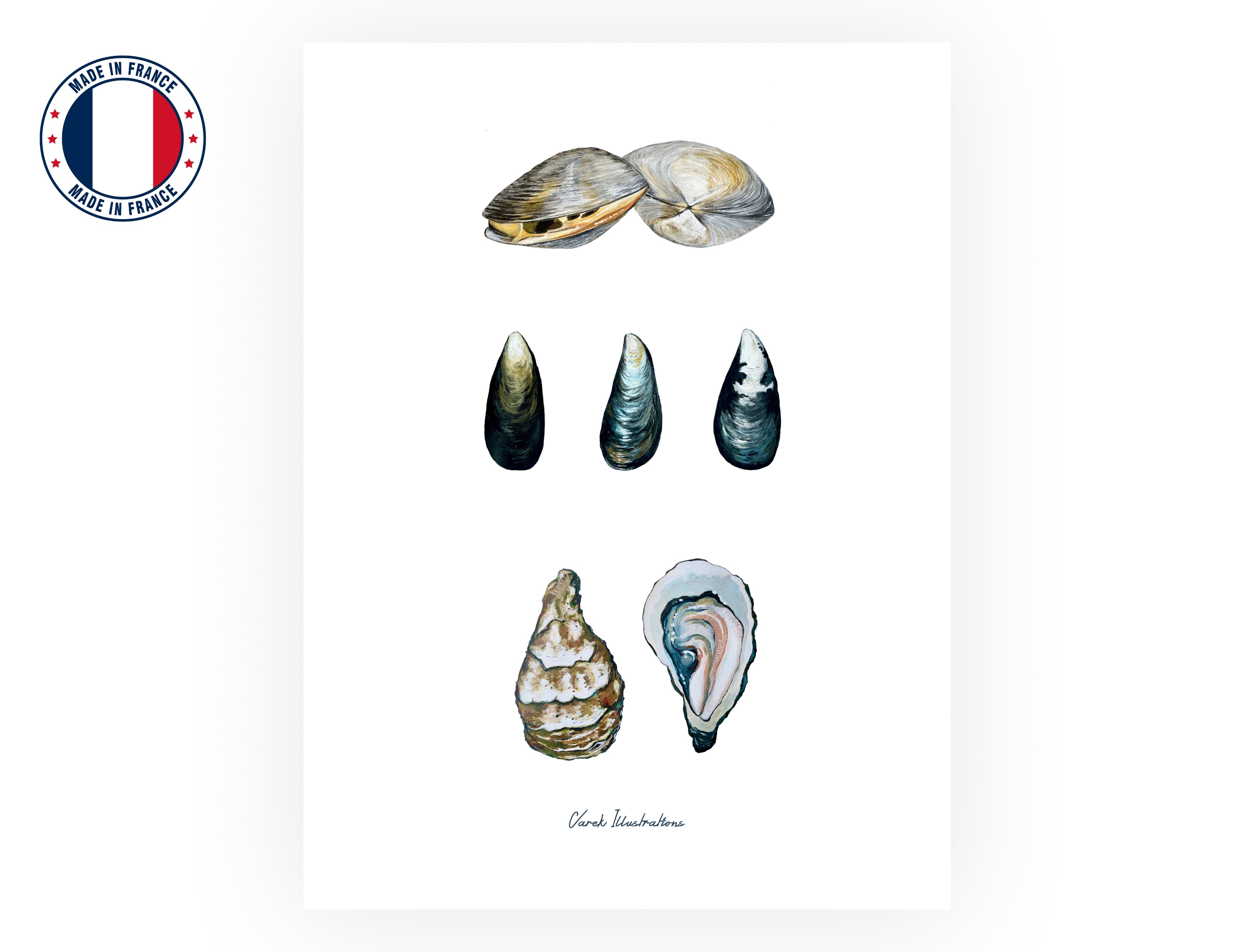 Affiche : Les Coquillages