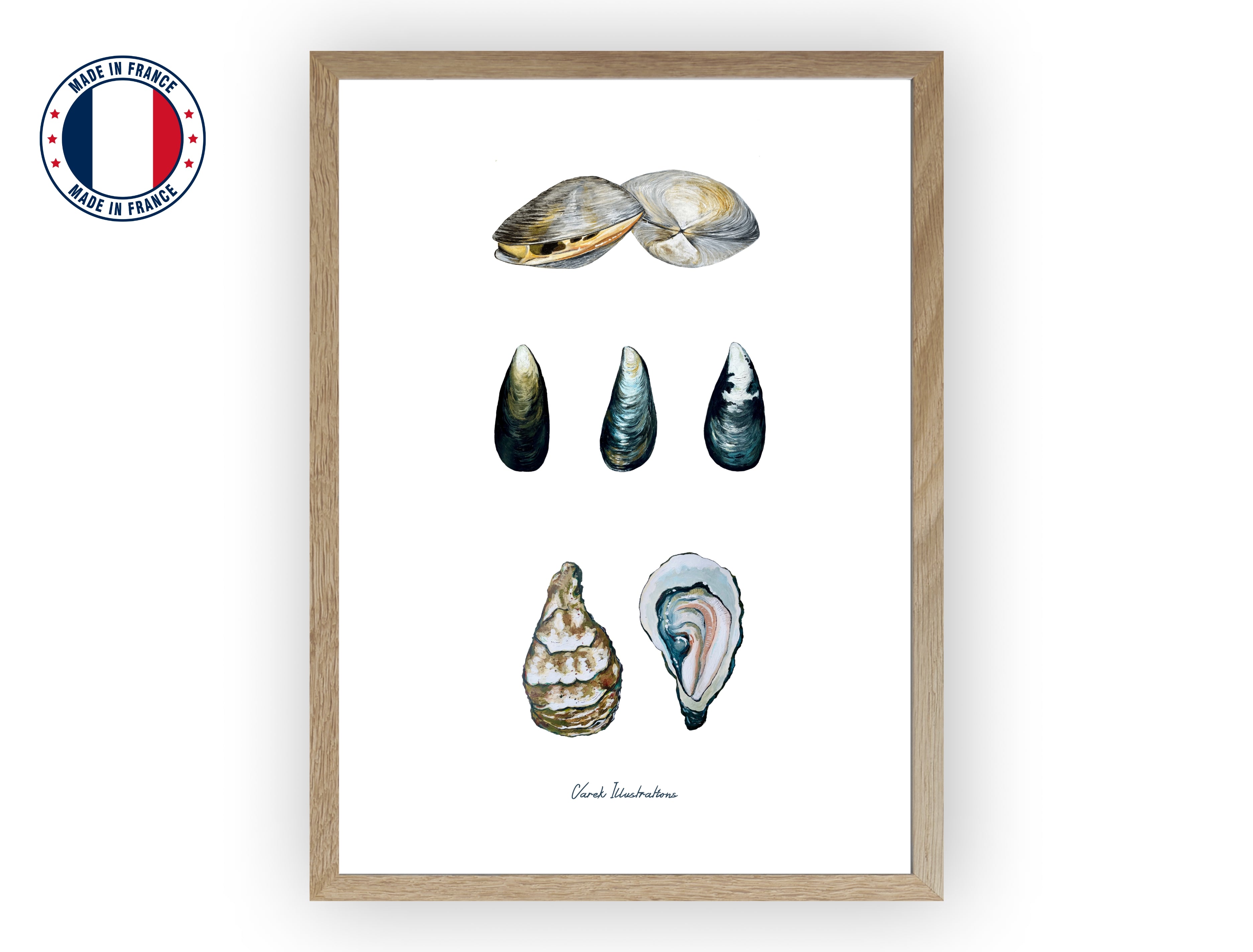 Affiche : Les Coquillages