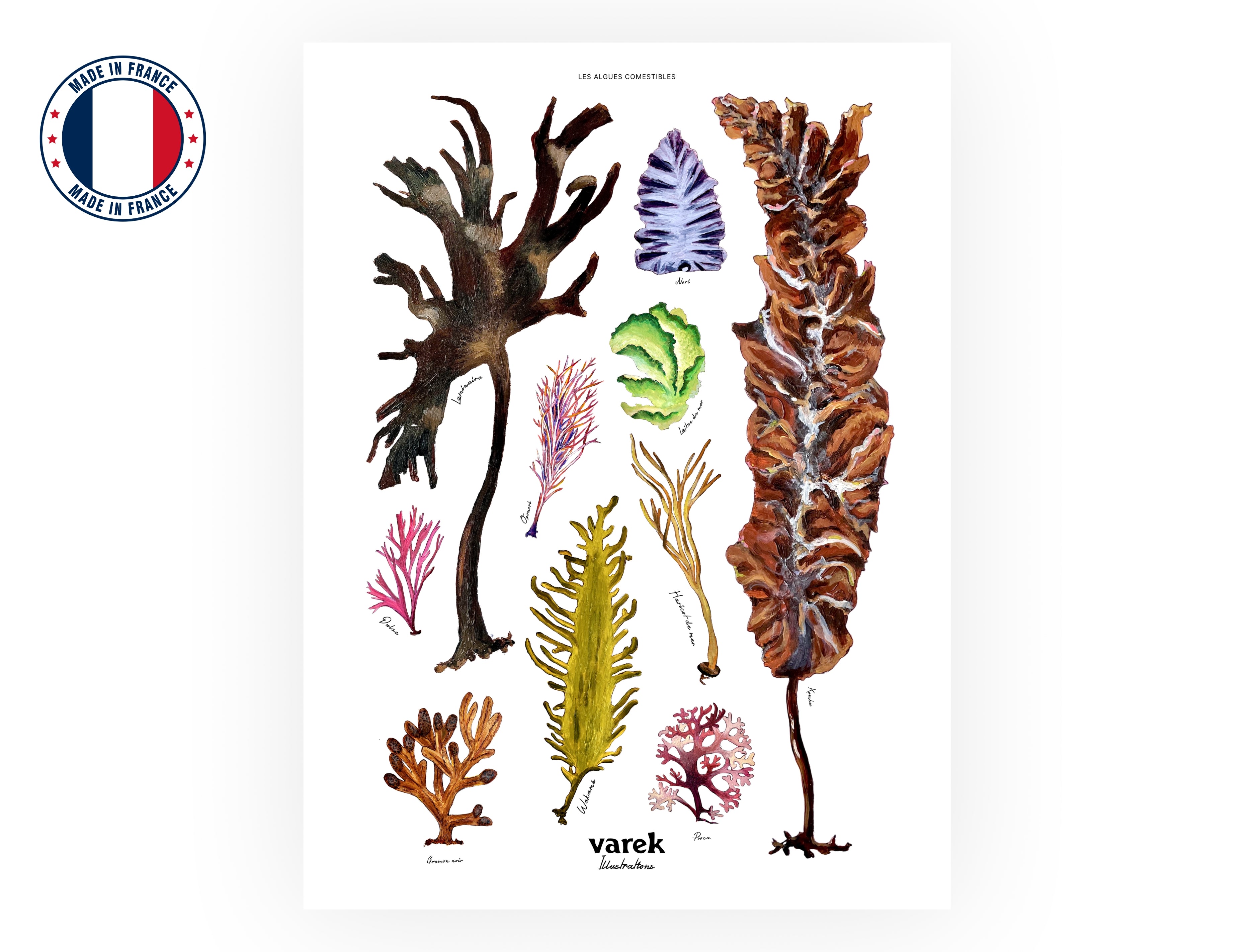 Affiche : Les Algues Comestibles