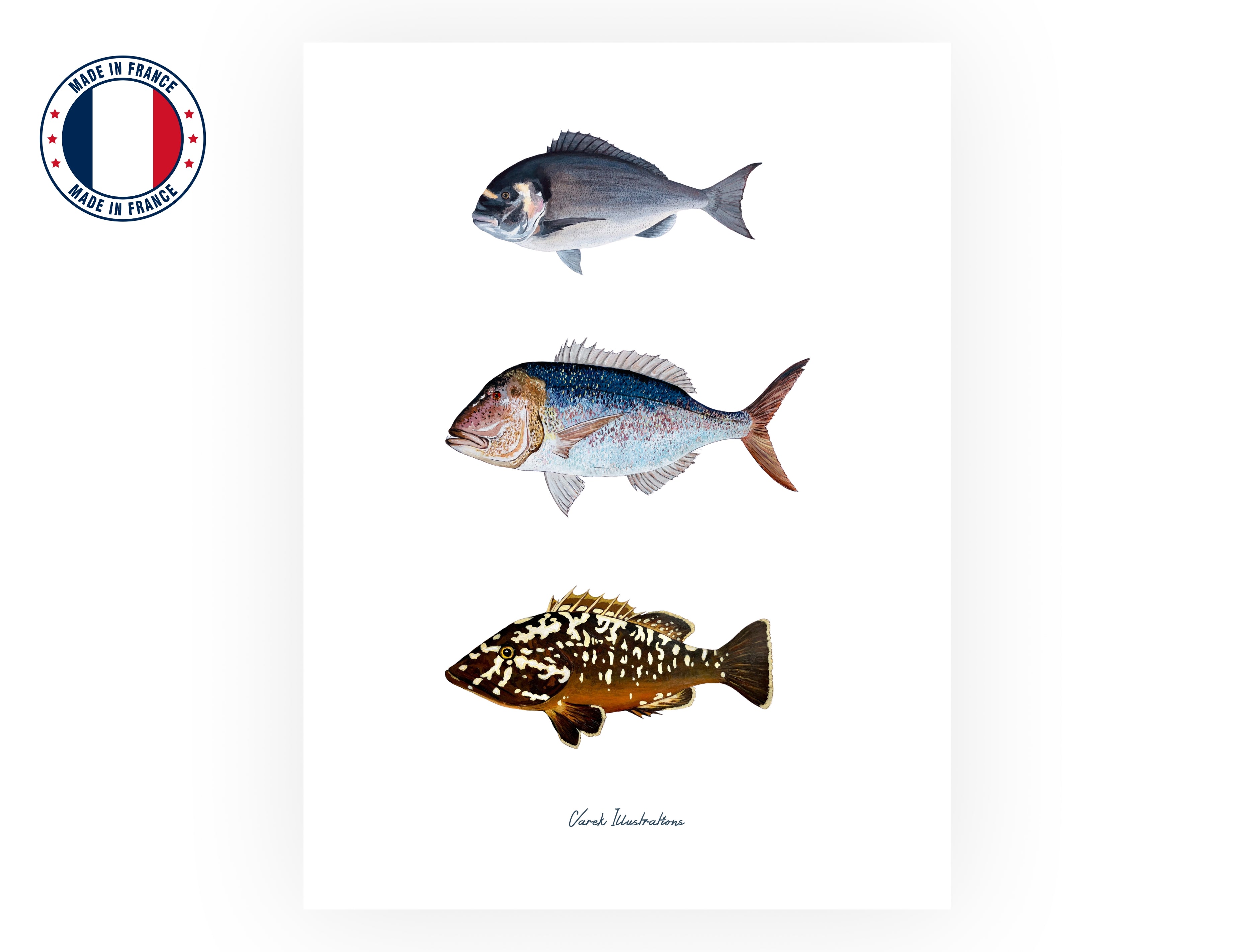 Affiche : Les Poissons de Méditerranée