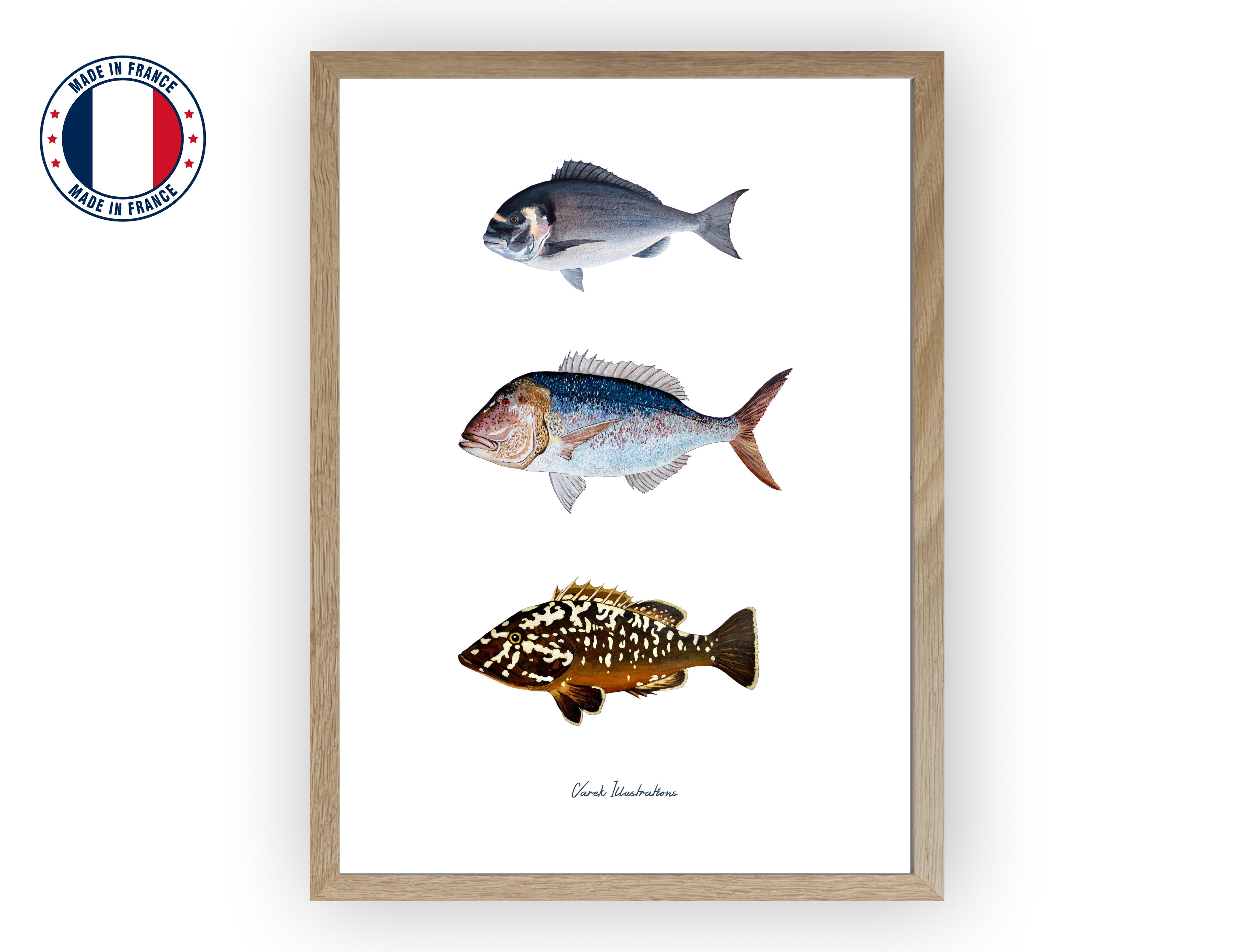 Affiche : Les Poissons de Méditerranée