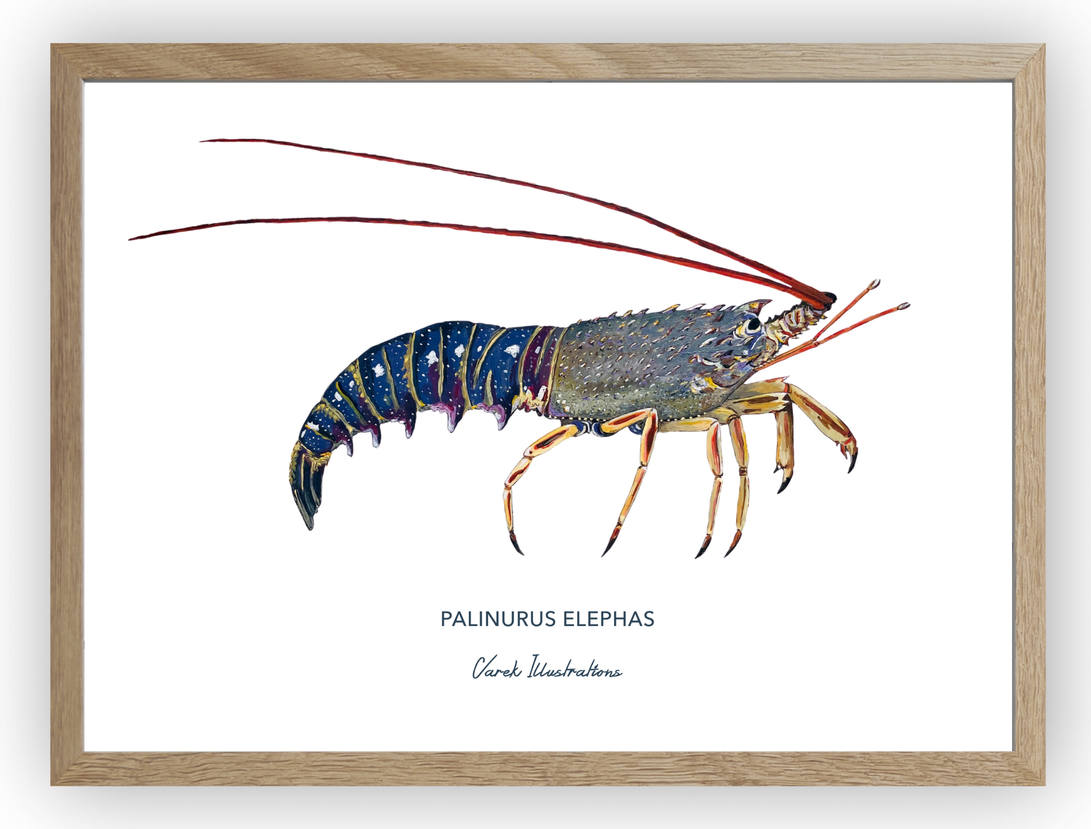 Affiche La Langouste
