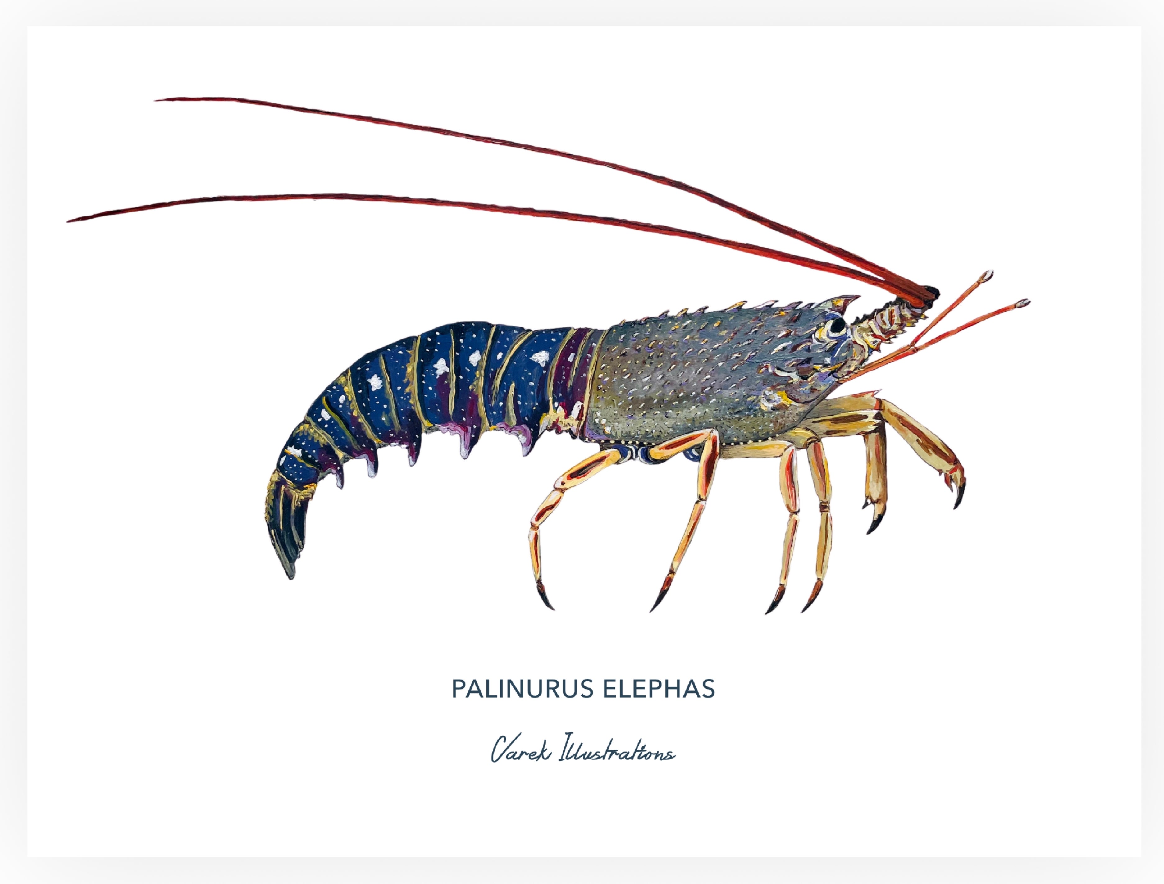 Affiche La Langouste