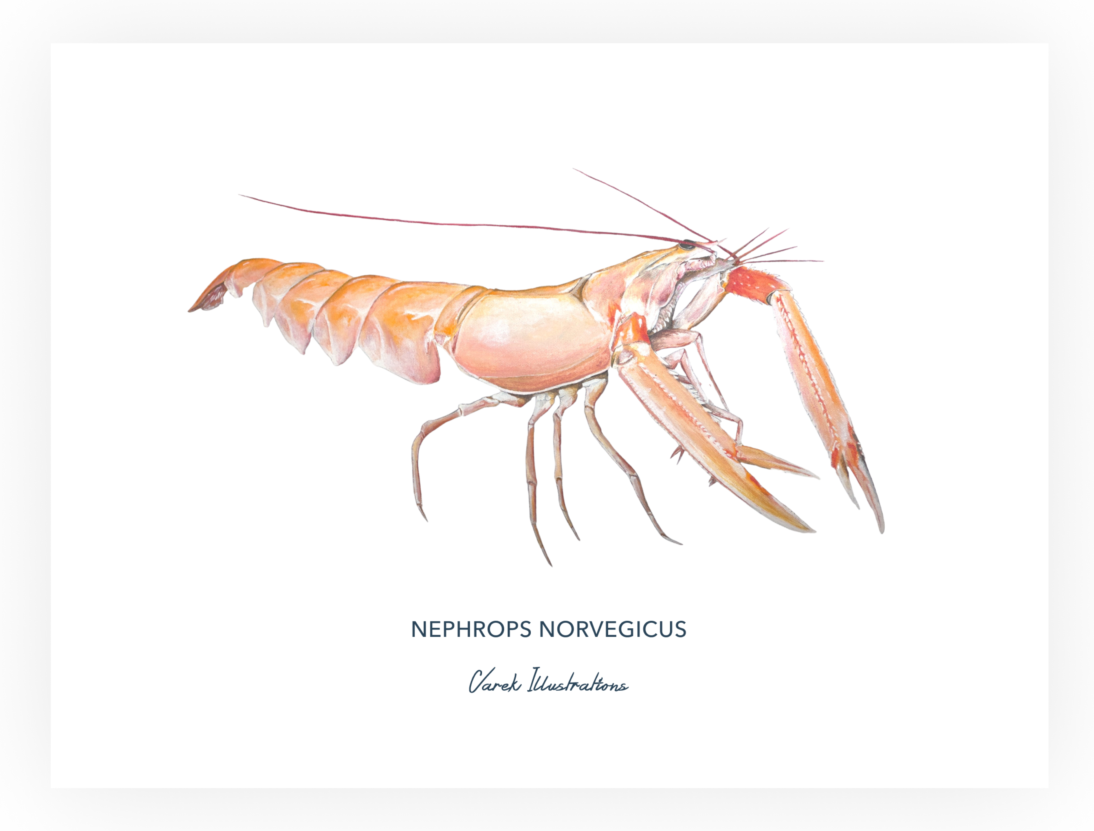 Affiche La Langoustine
