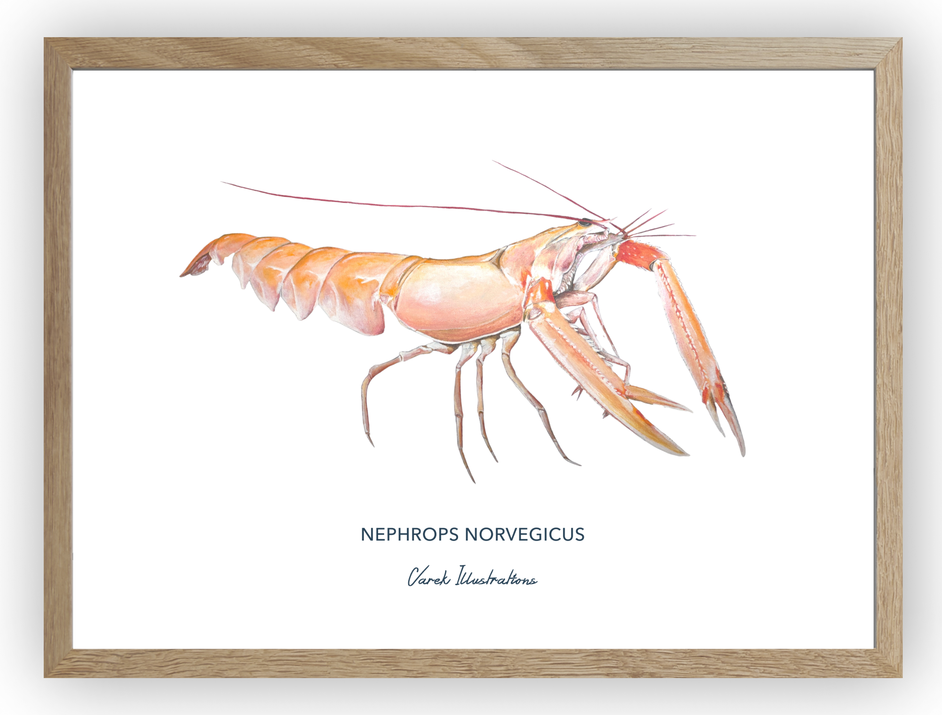 Affiche La Langoustine