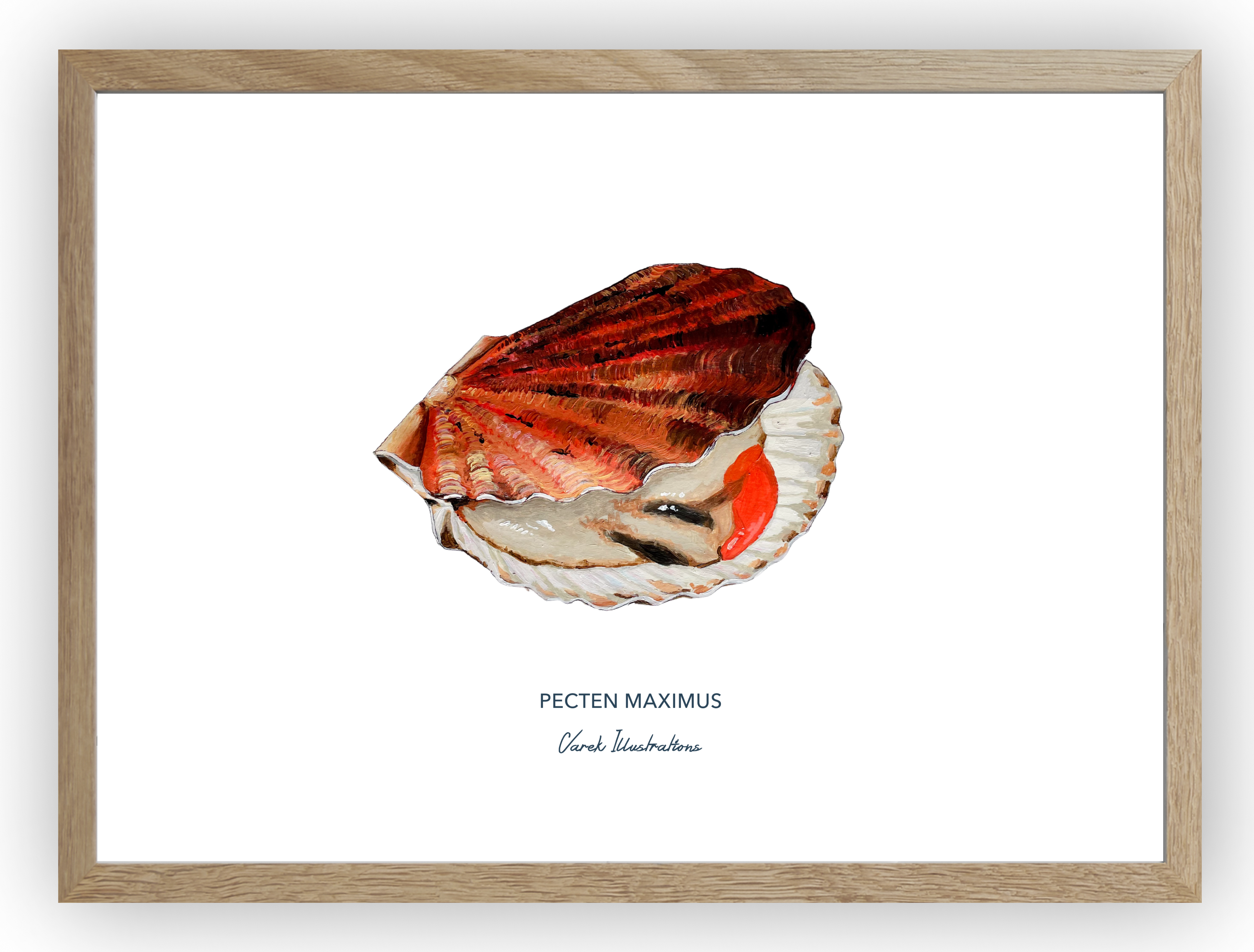 Affiche La Coquille Saint Jacques