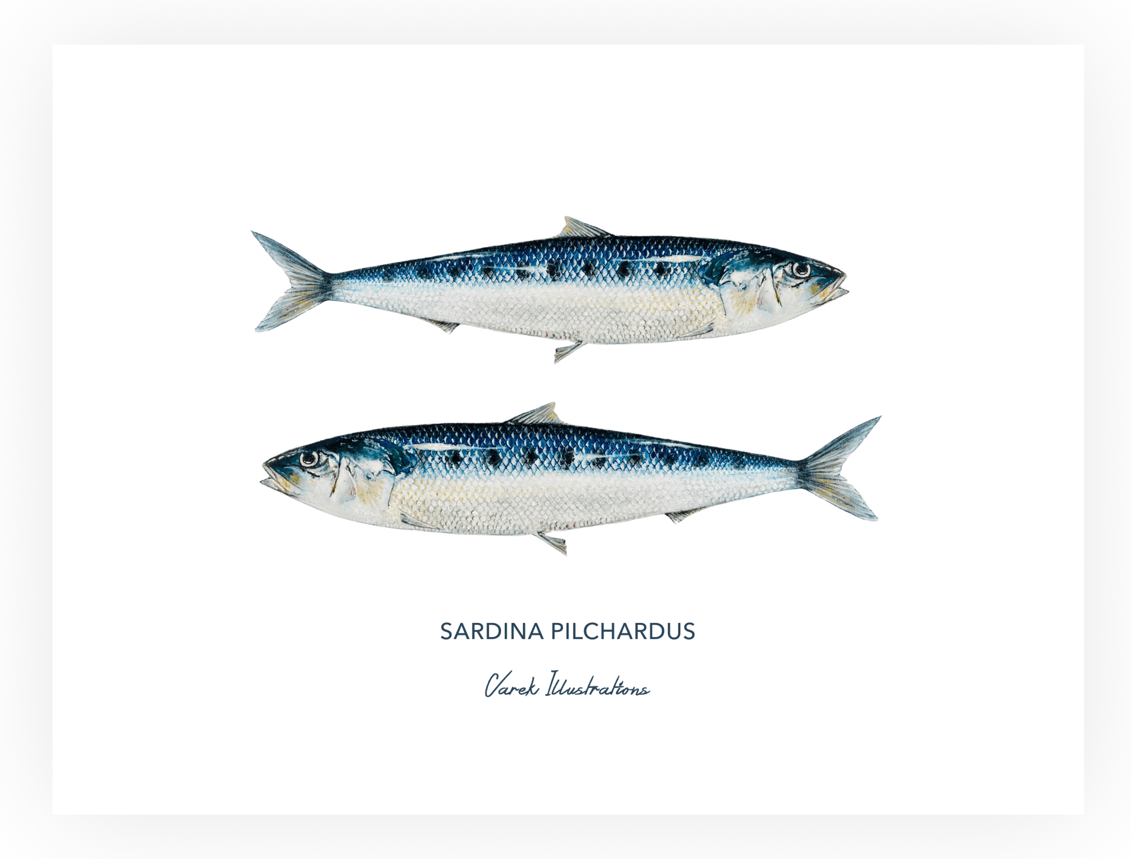 Affiche Les Sardines