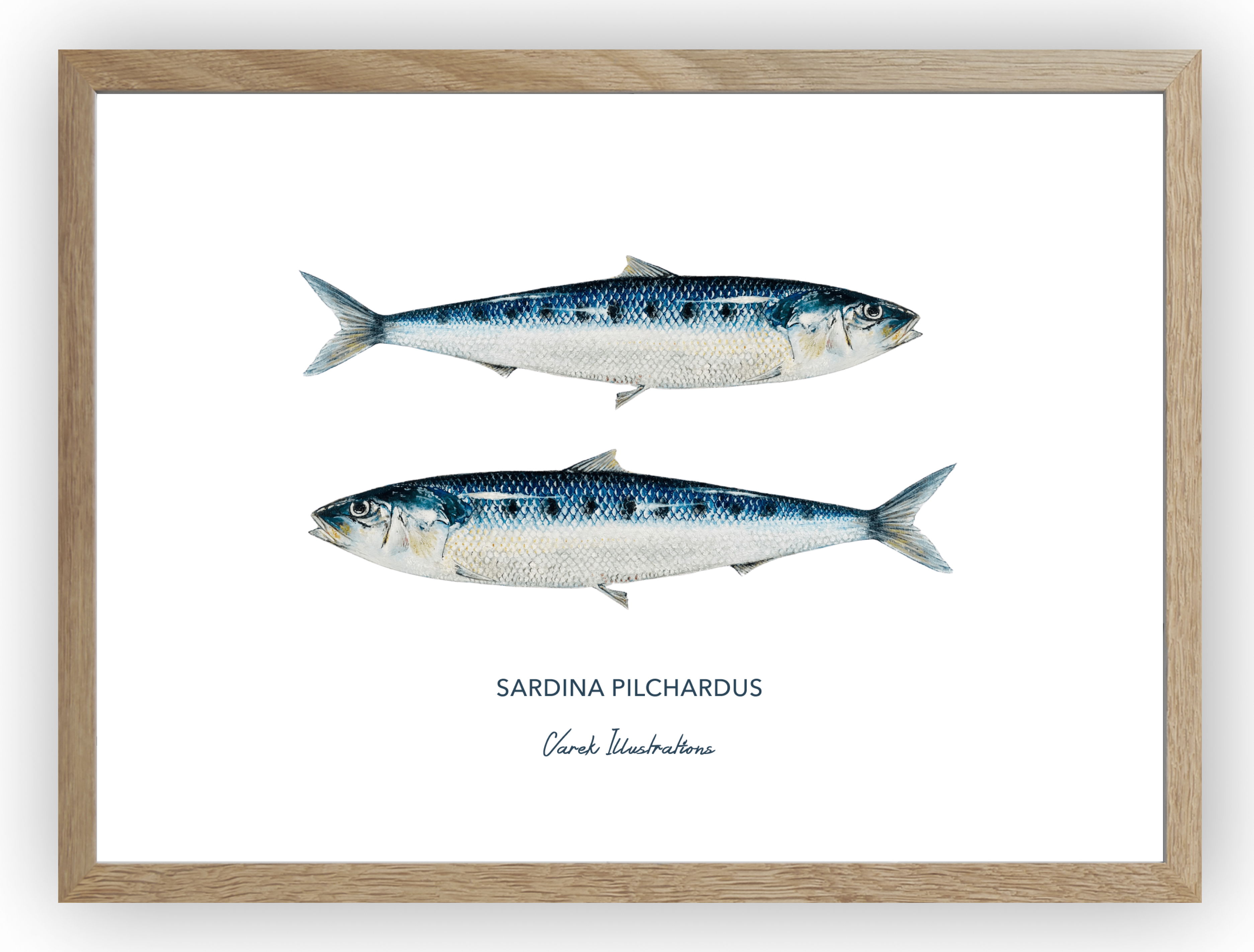 Affiche Les Sardines