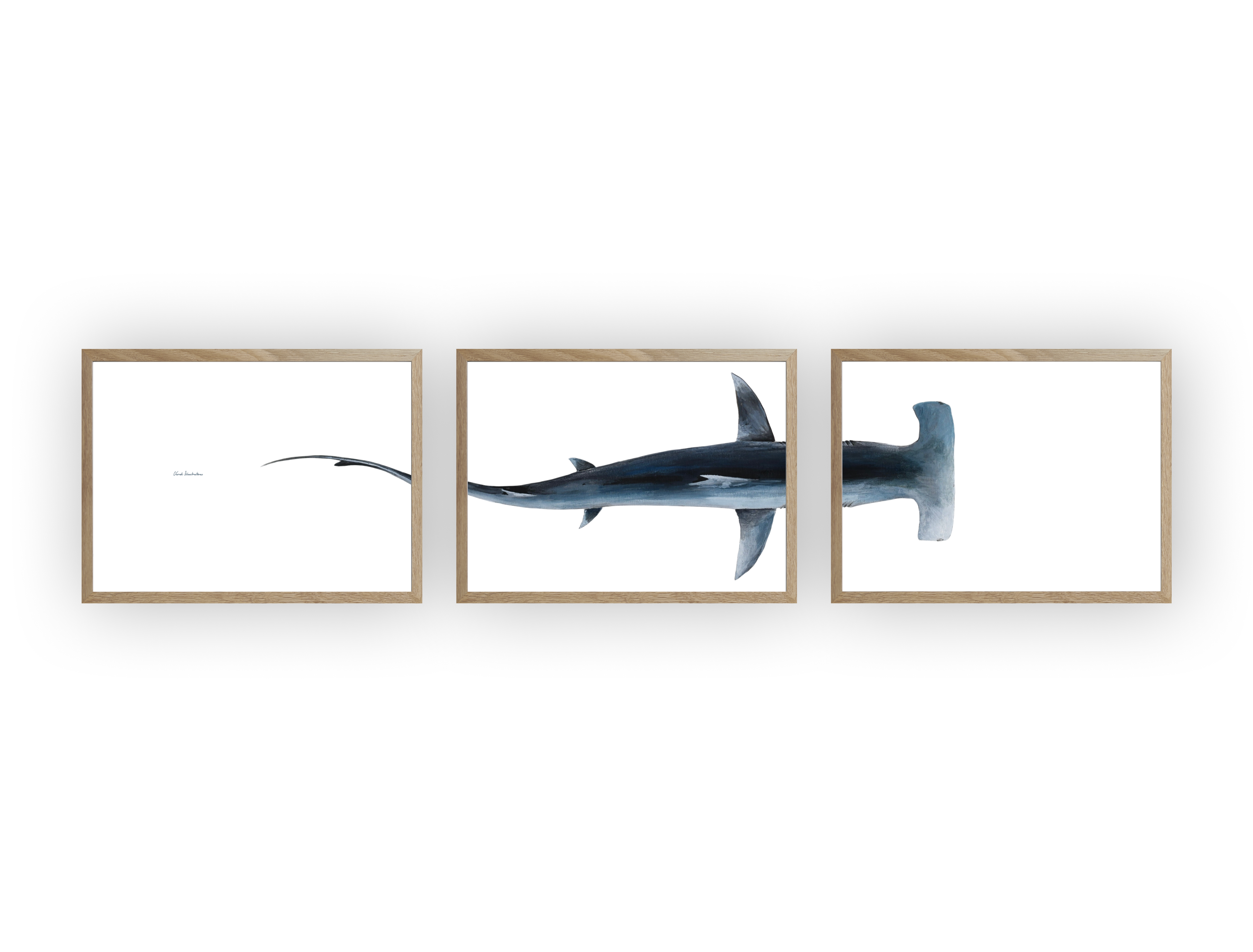 Triptyque : Le requin marteau vus du ciel