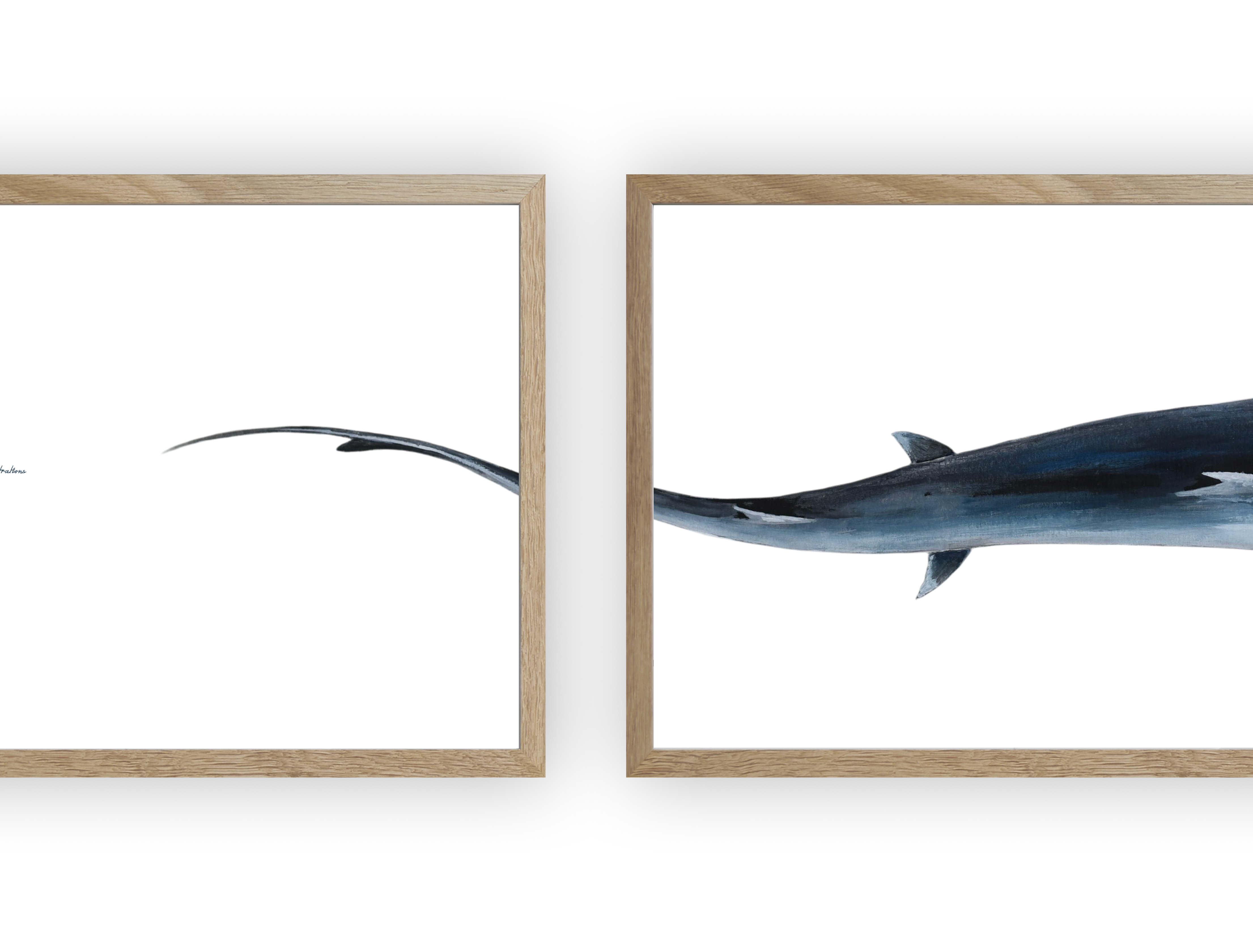 Triptyque : Le requin marteau vus du ciel
