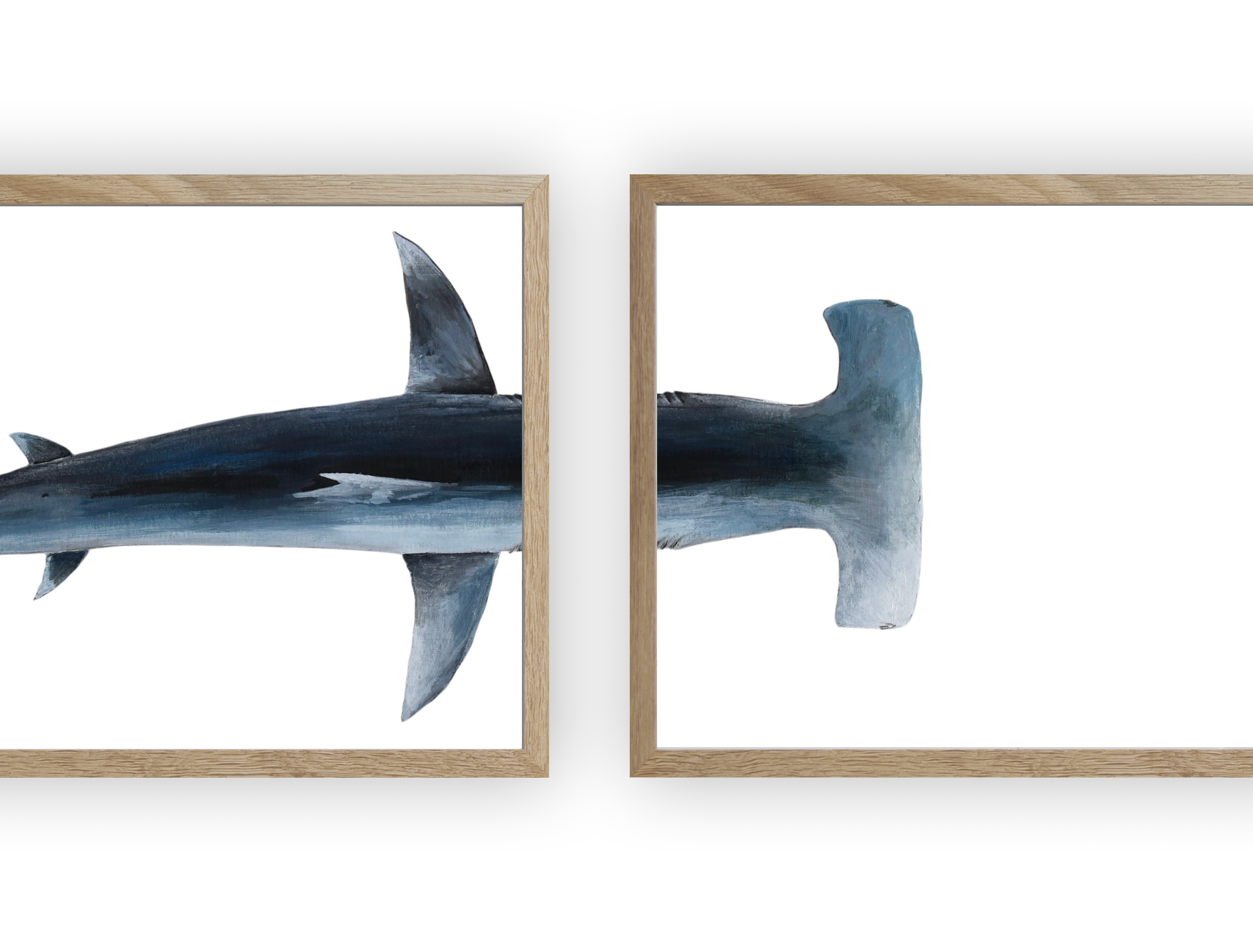 Triptyque : Le requin marteau vus du ciel