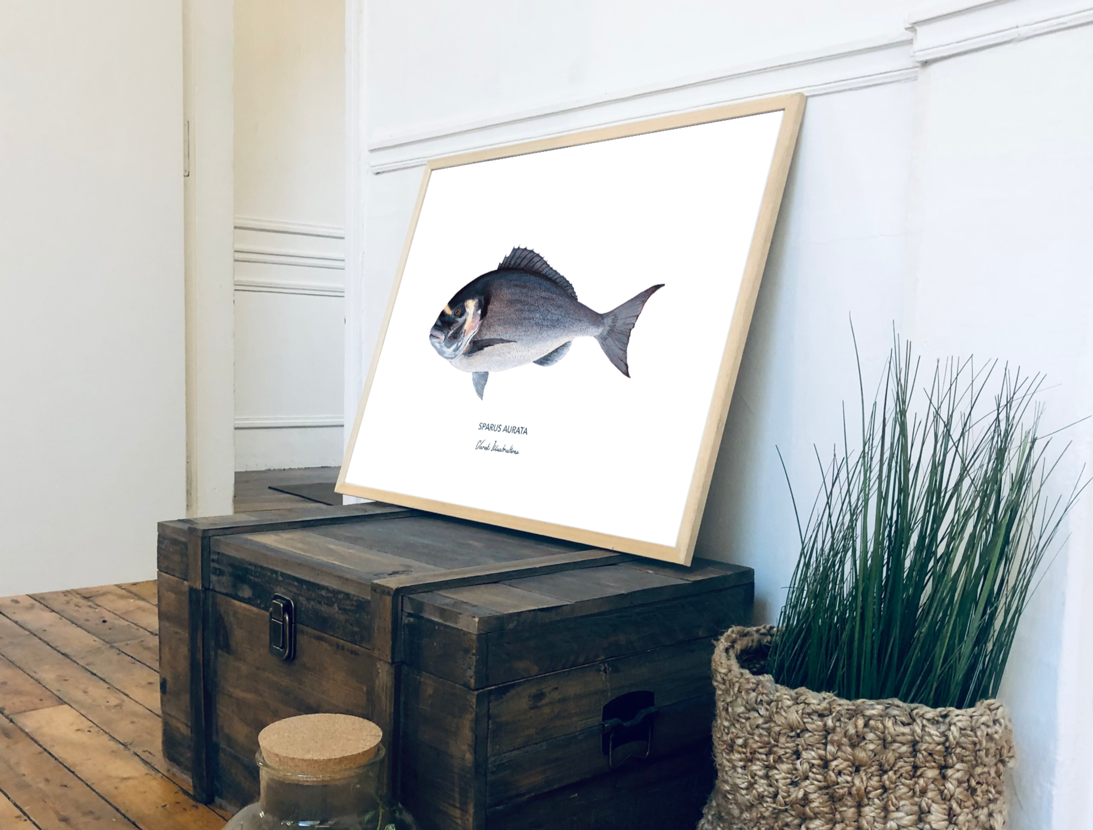 Affiche La Dorade Royale