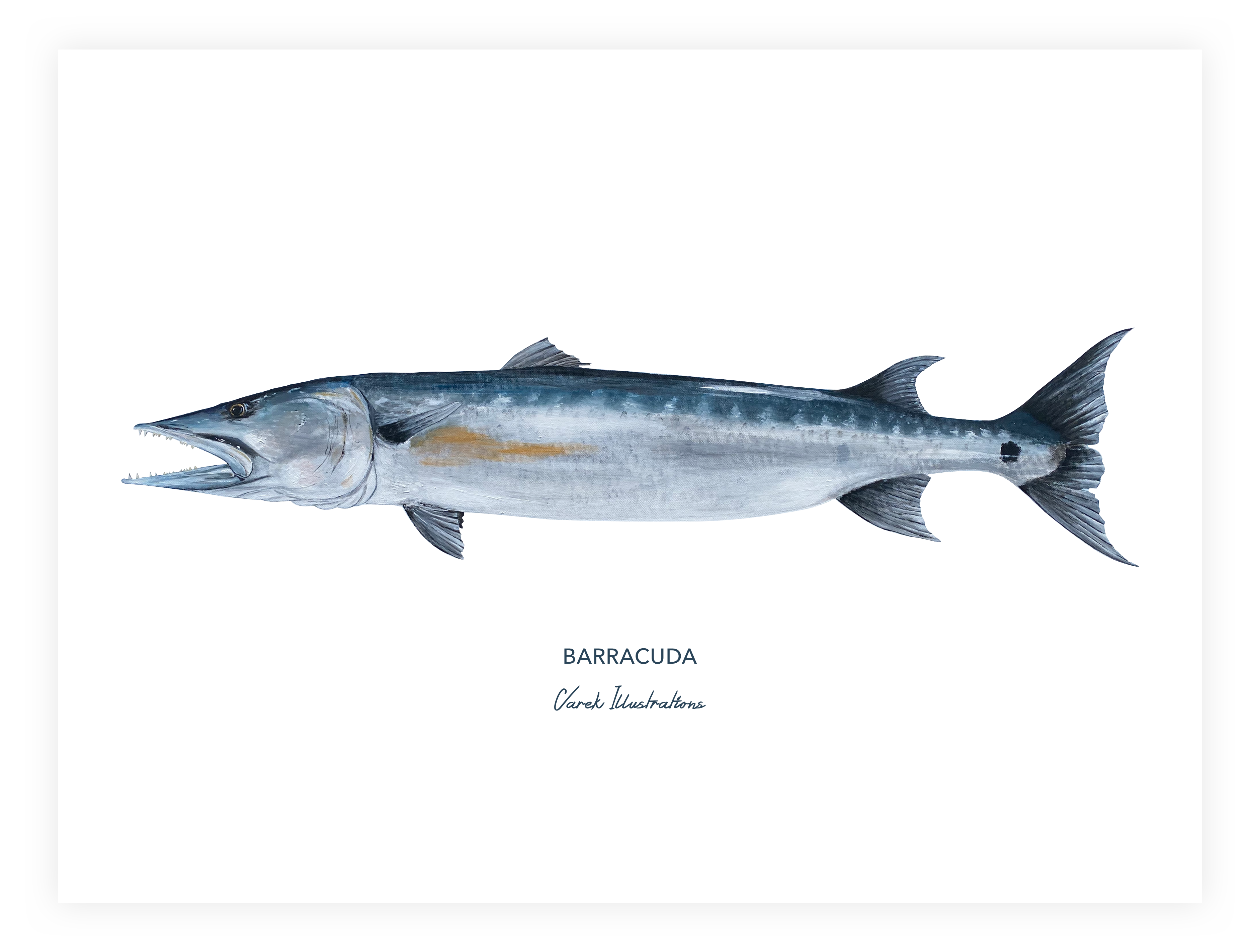 Affiche Le Barracuda
