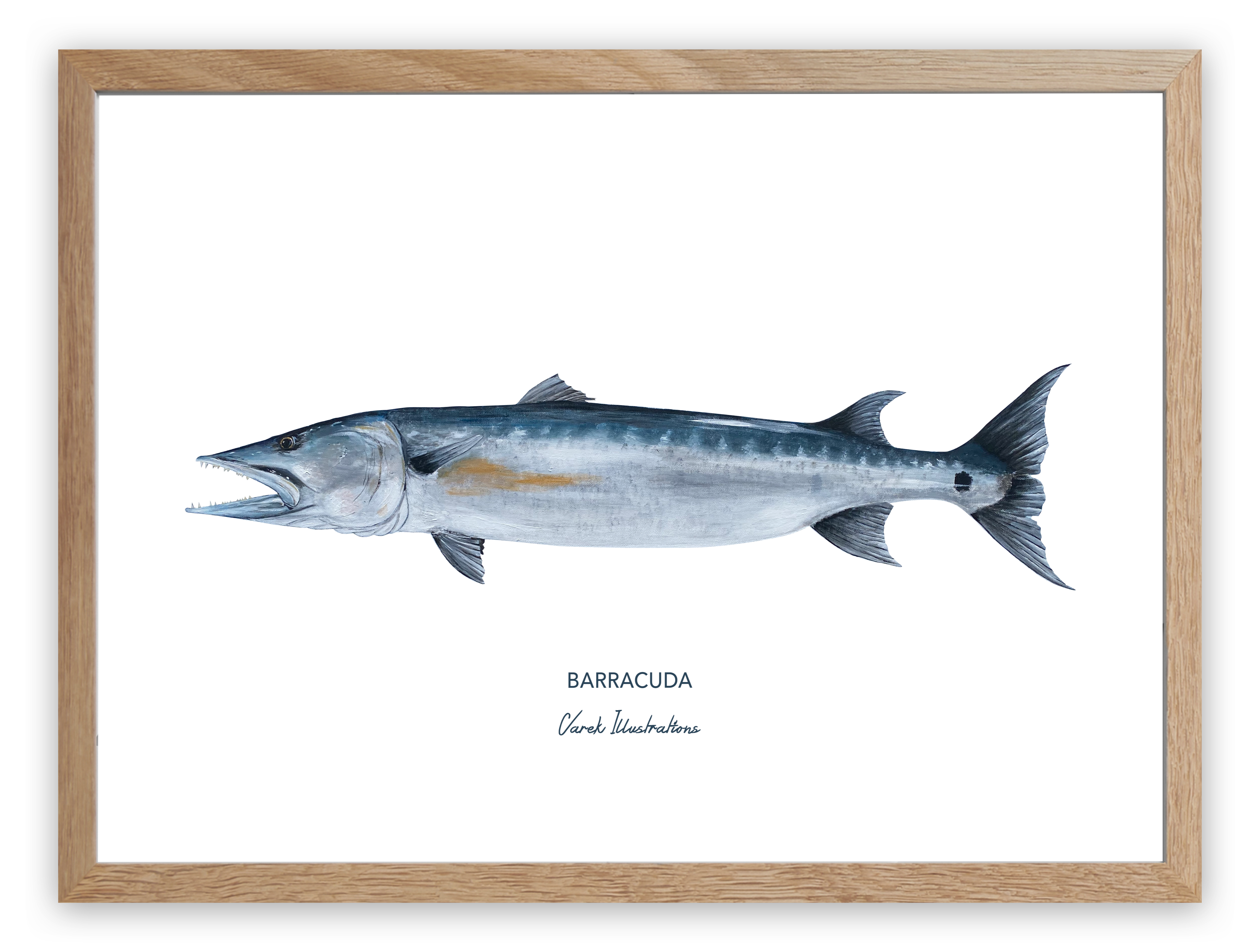 Affiche Le Barracuda