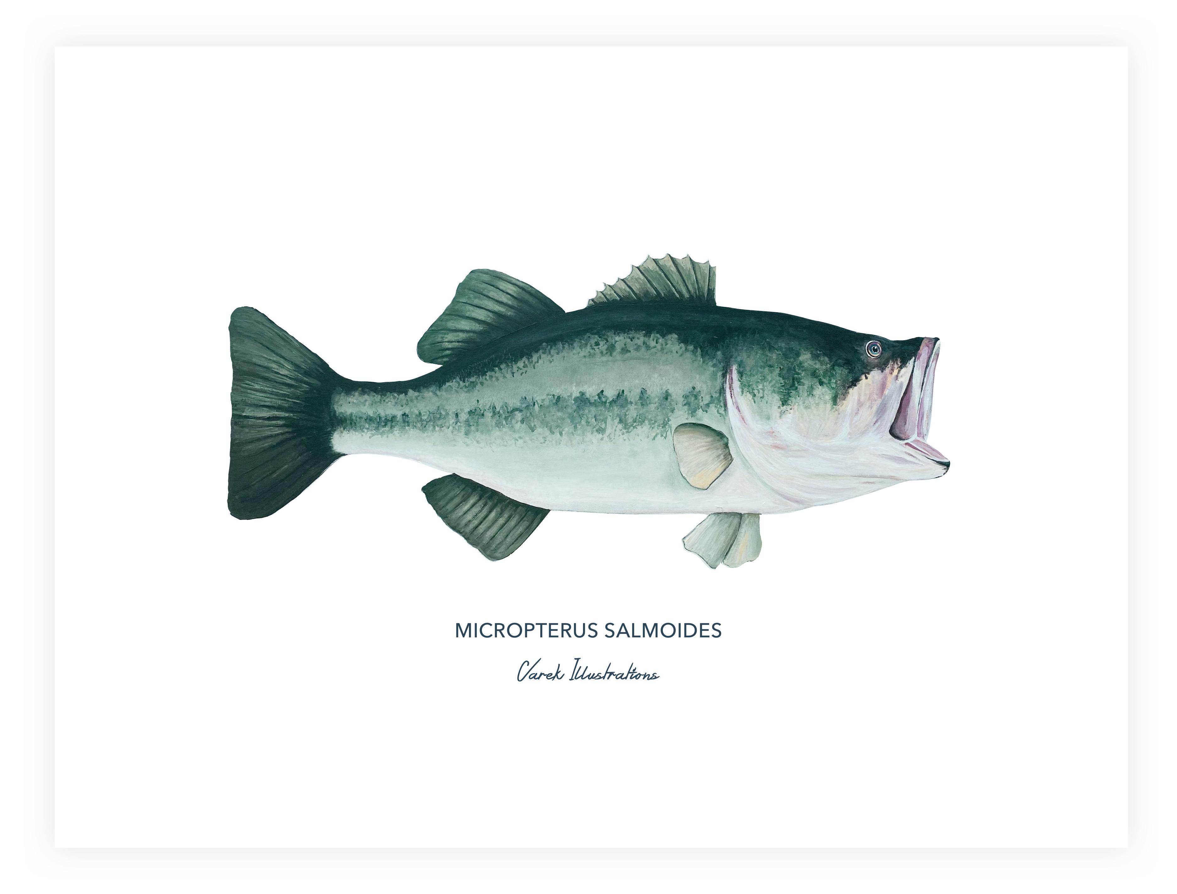 Affiche Le Black Bass