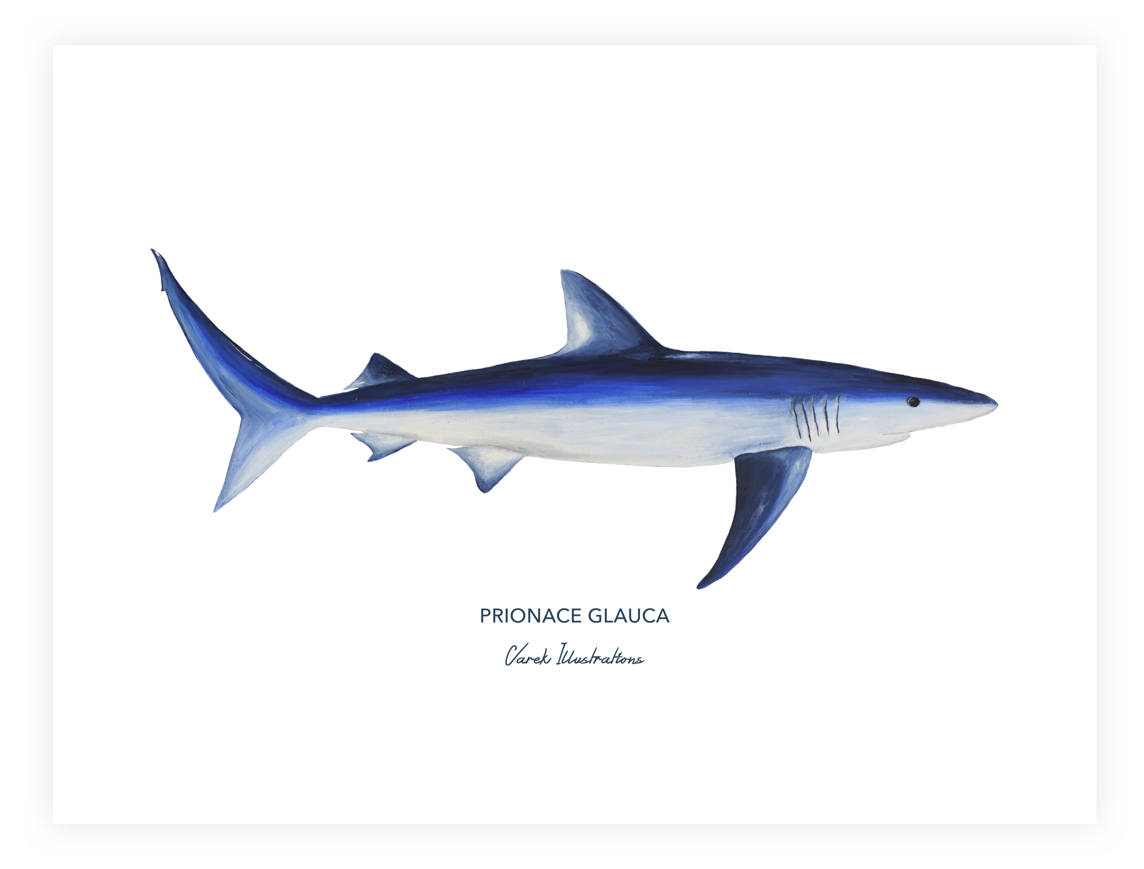 Affiche Le Requin Peau Bleue