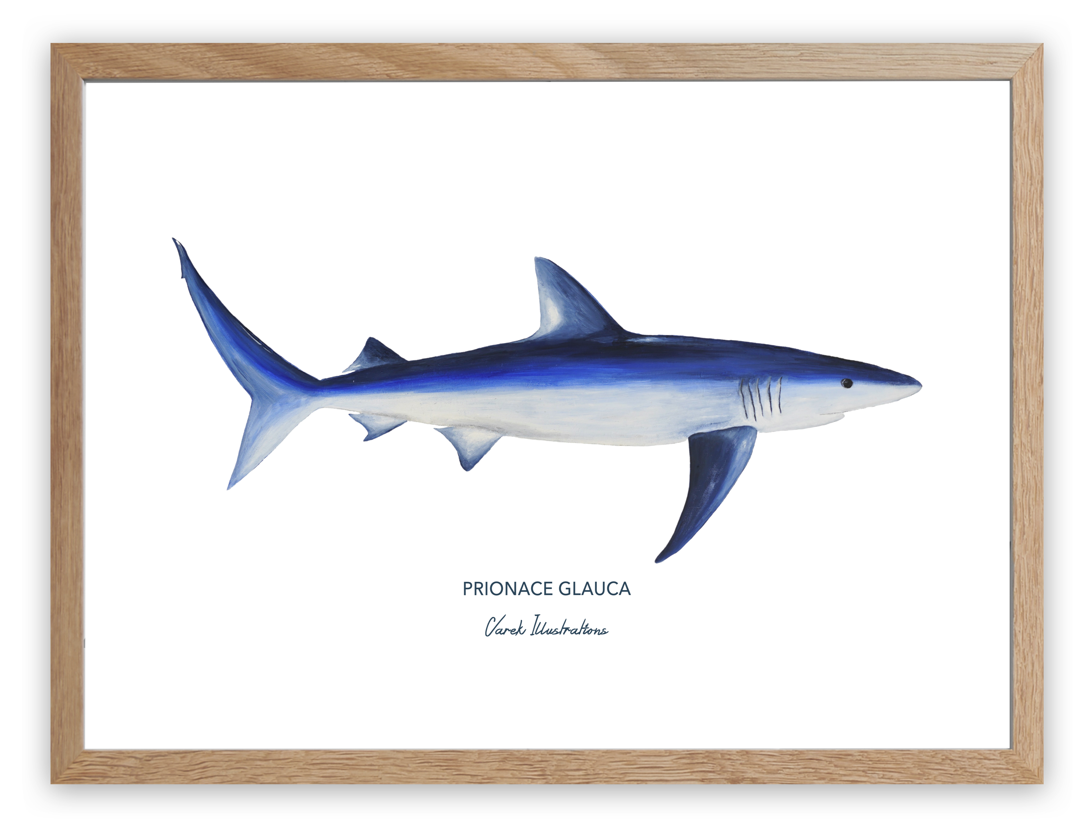 Affiche Le Requin Peau Bleue