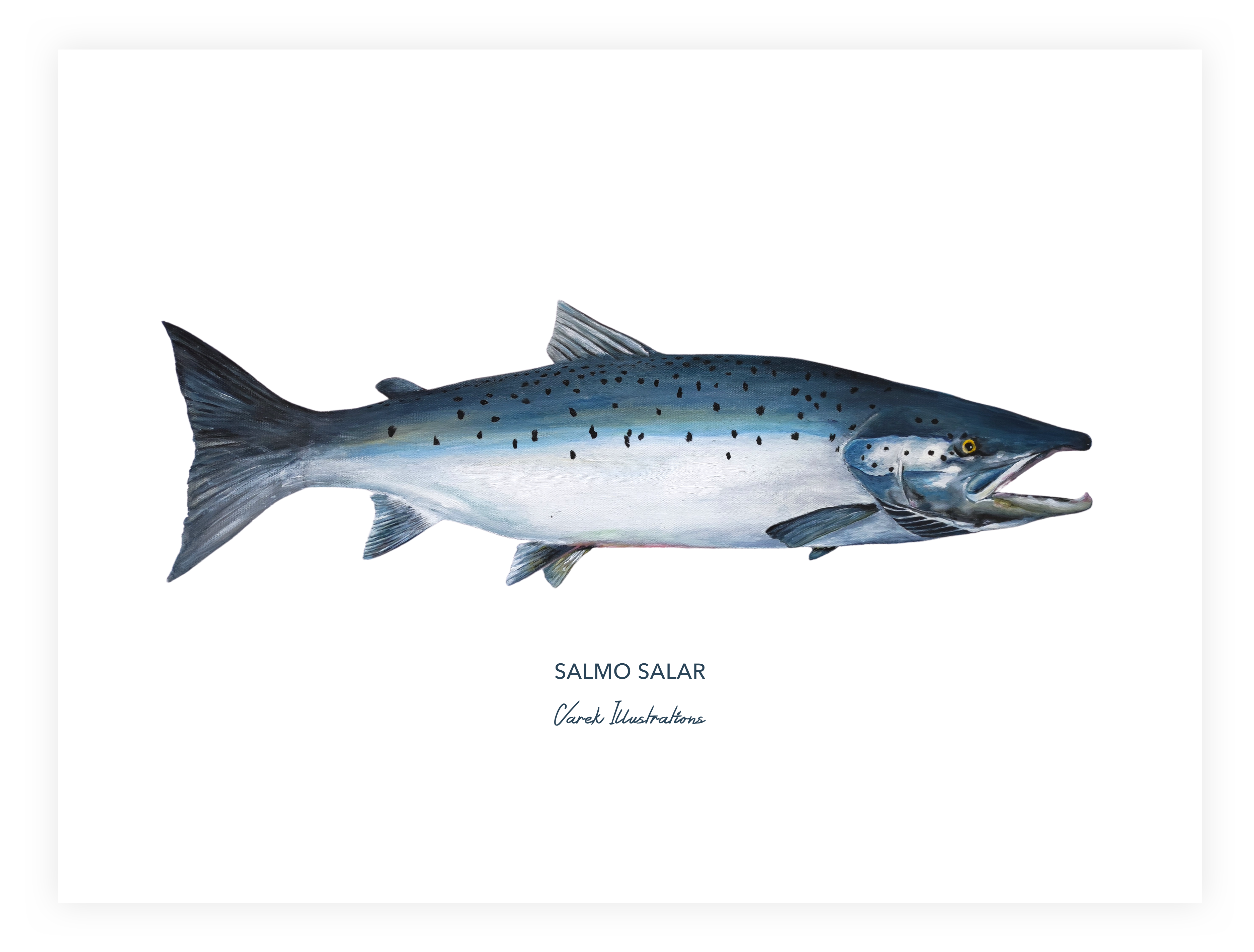 Affiche Le Saumon Atlantique