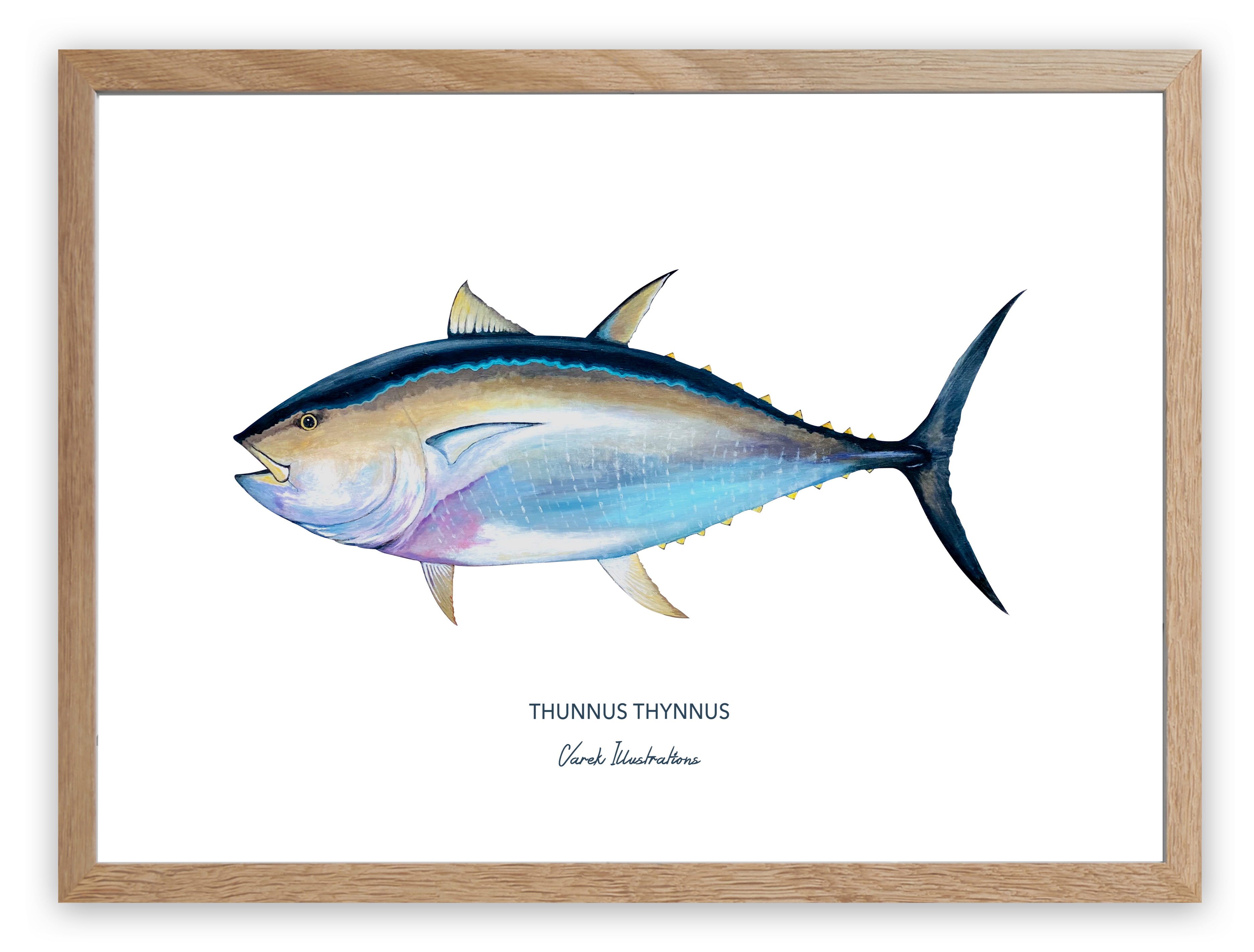 Affiche Le Thon Rouge