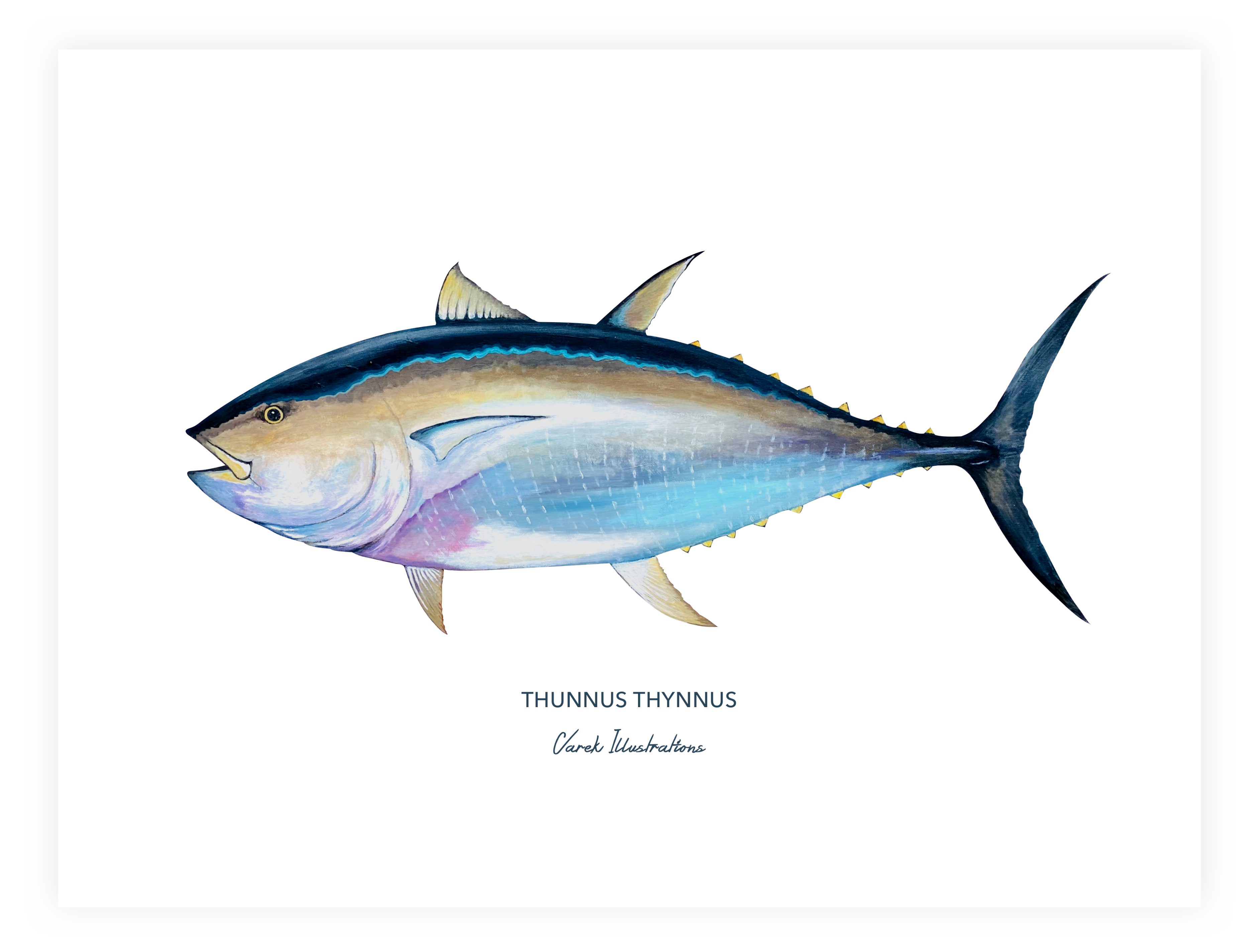 Affiche Le Thon Rouge