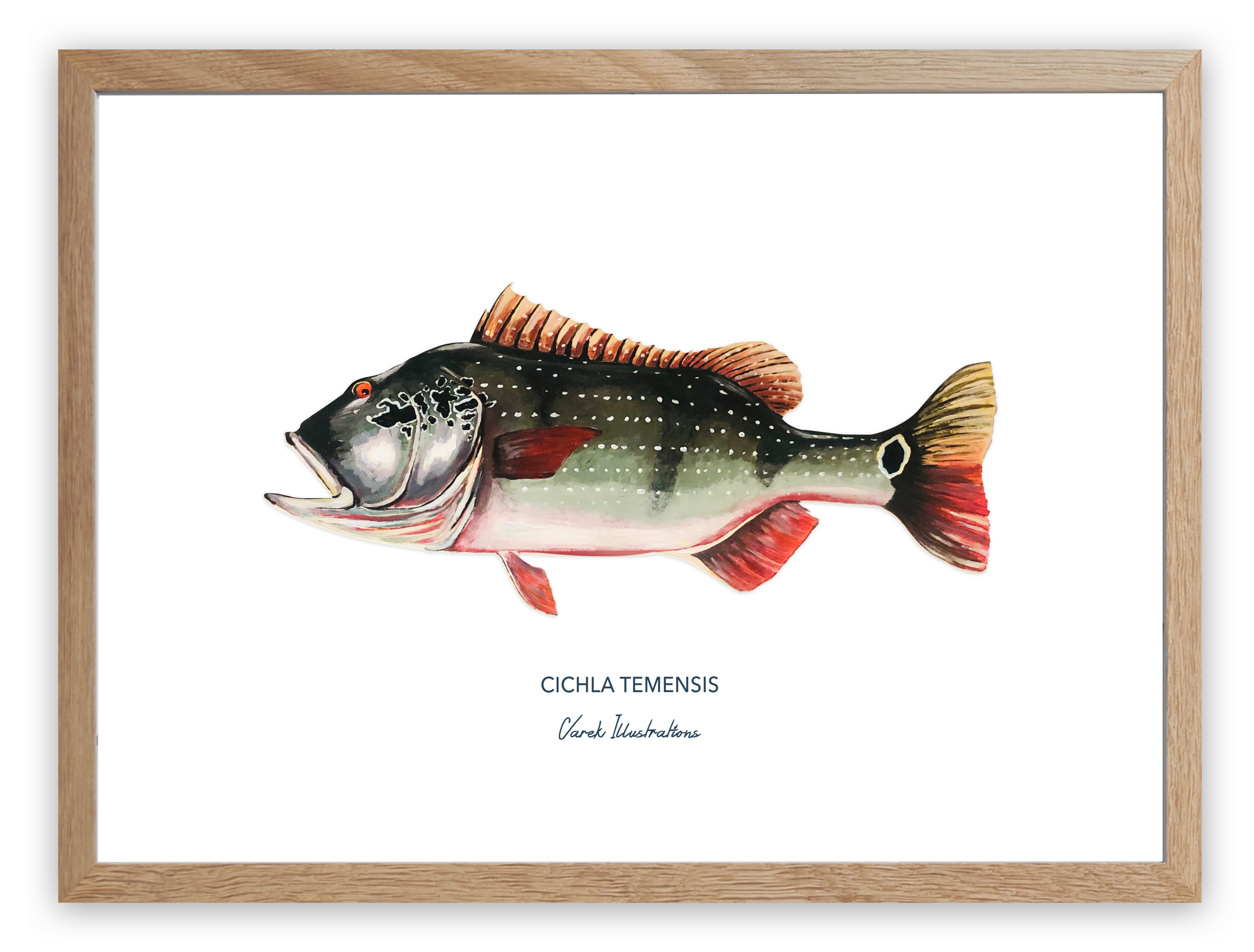 Affiche Le Peacock Bass
