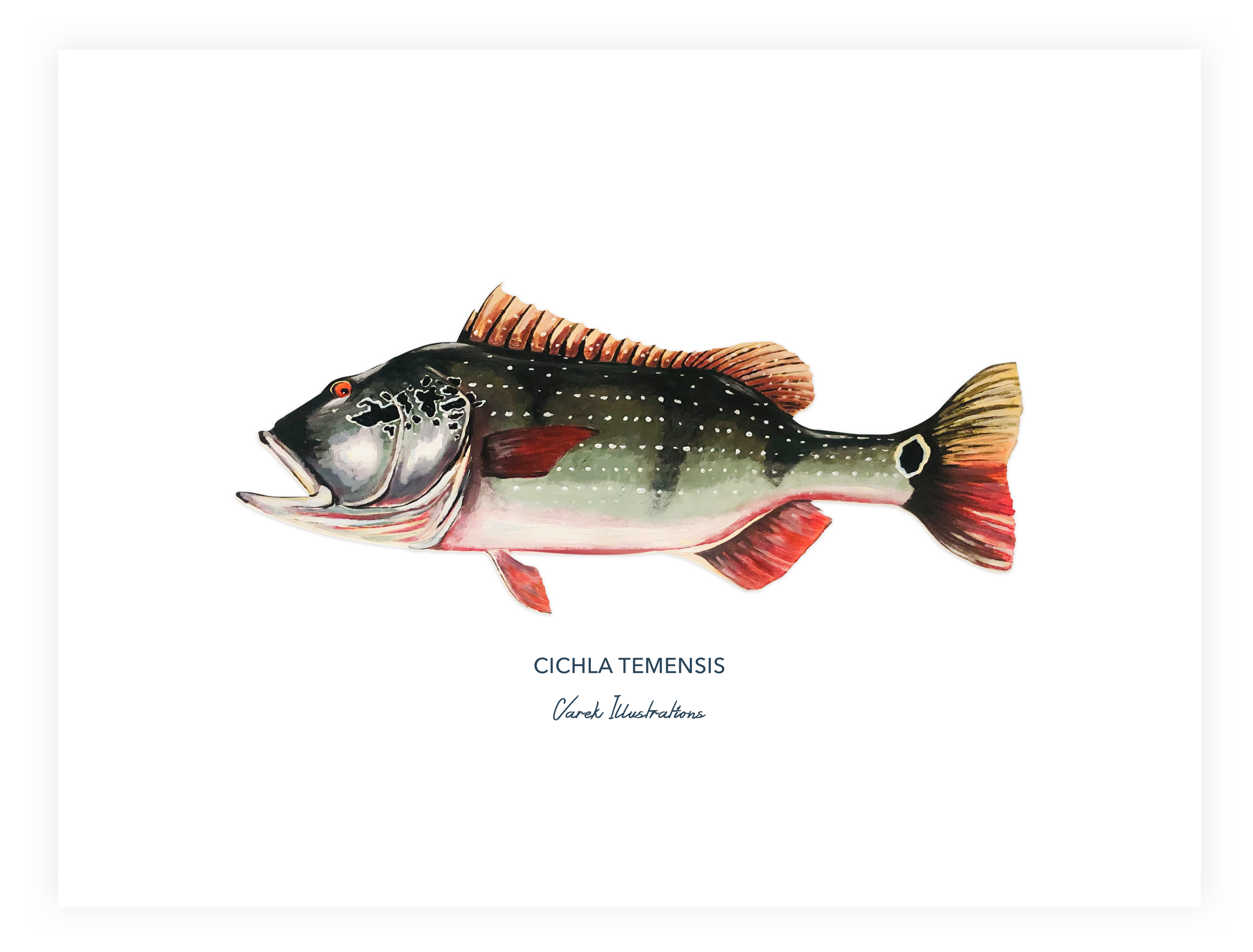 Affiche Le Peacock Bass