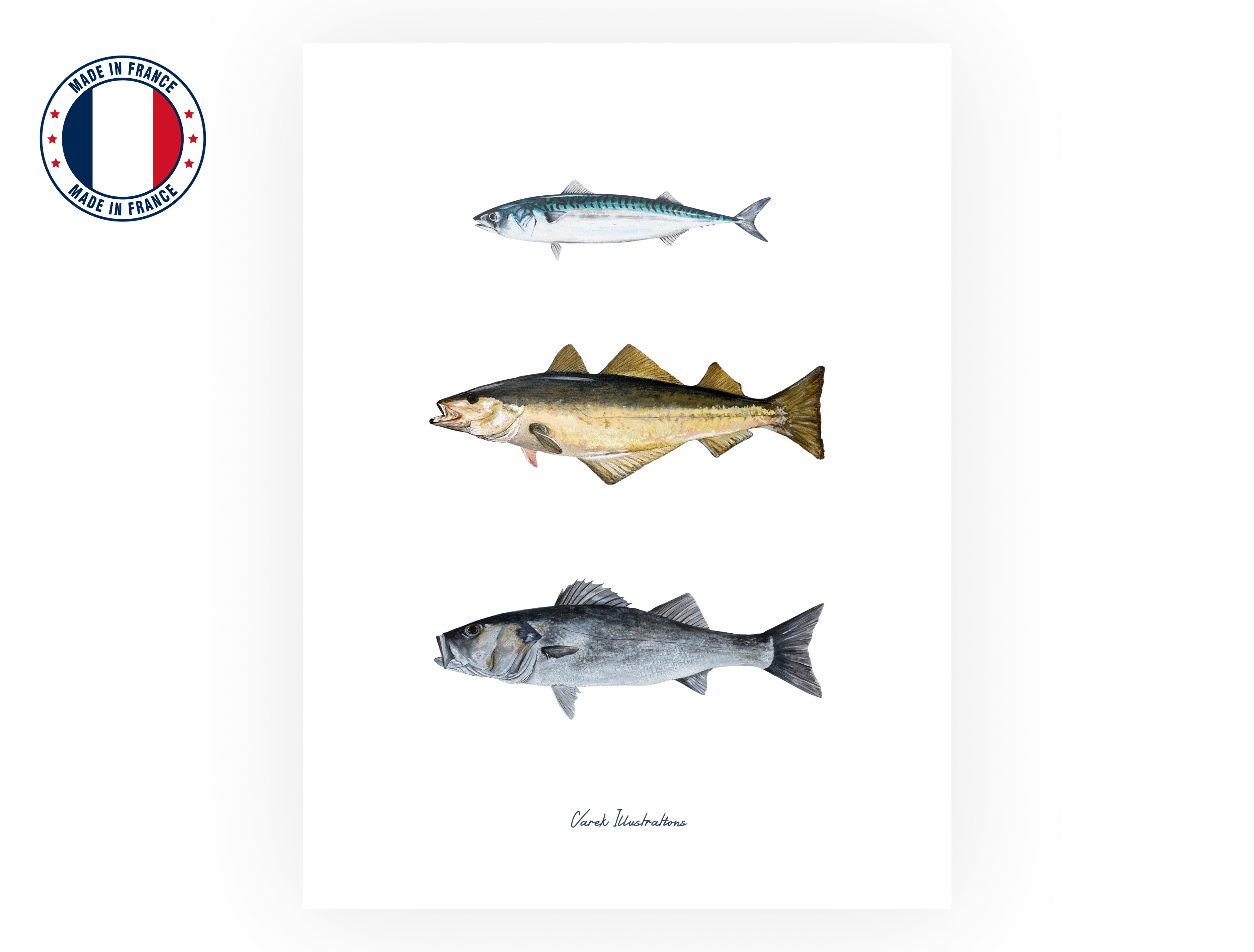 Planche : Les Poissons de nos Côtes