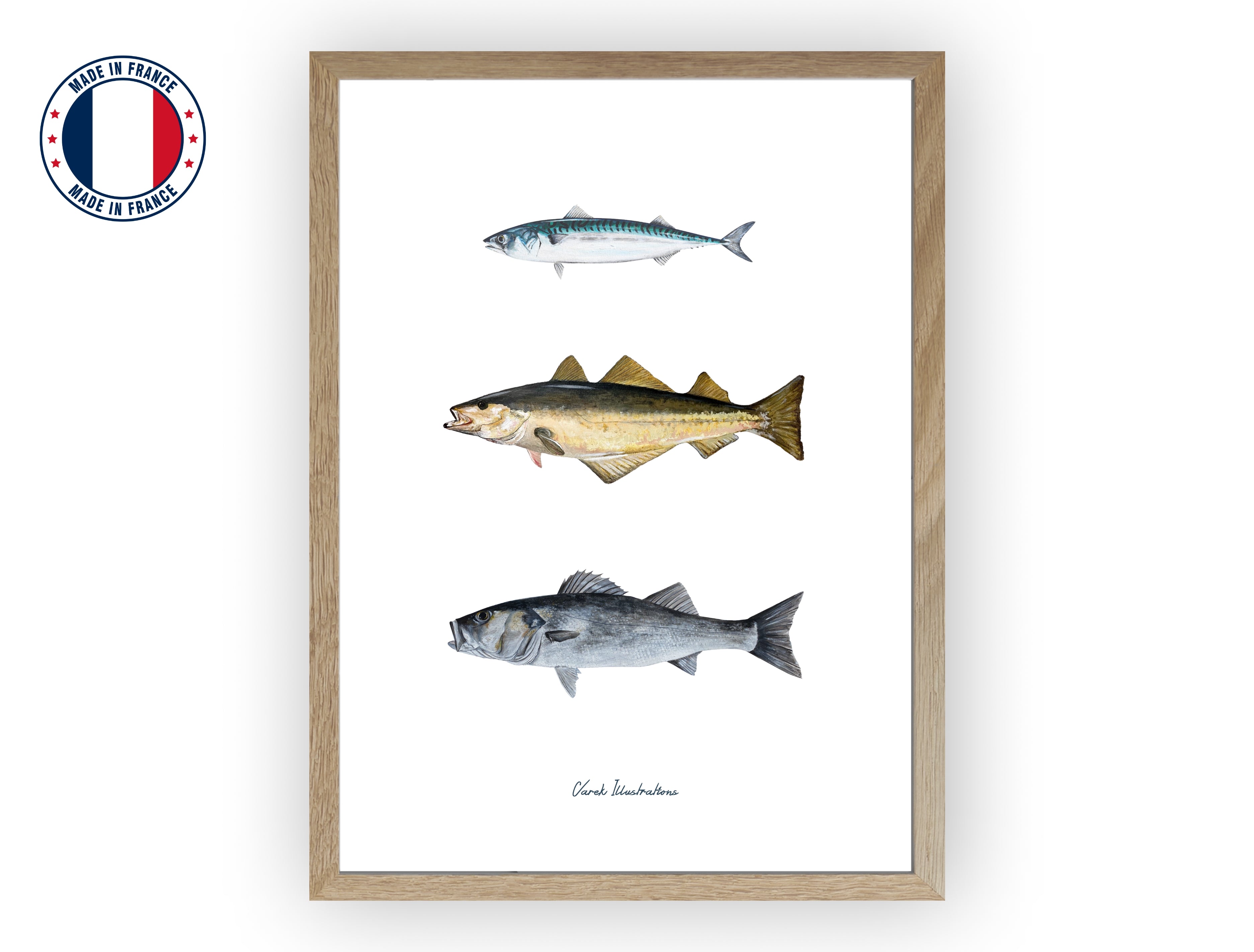 Affiche : Les Poissons de nos Côtes