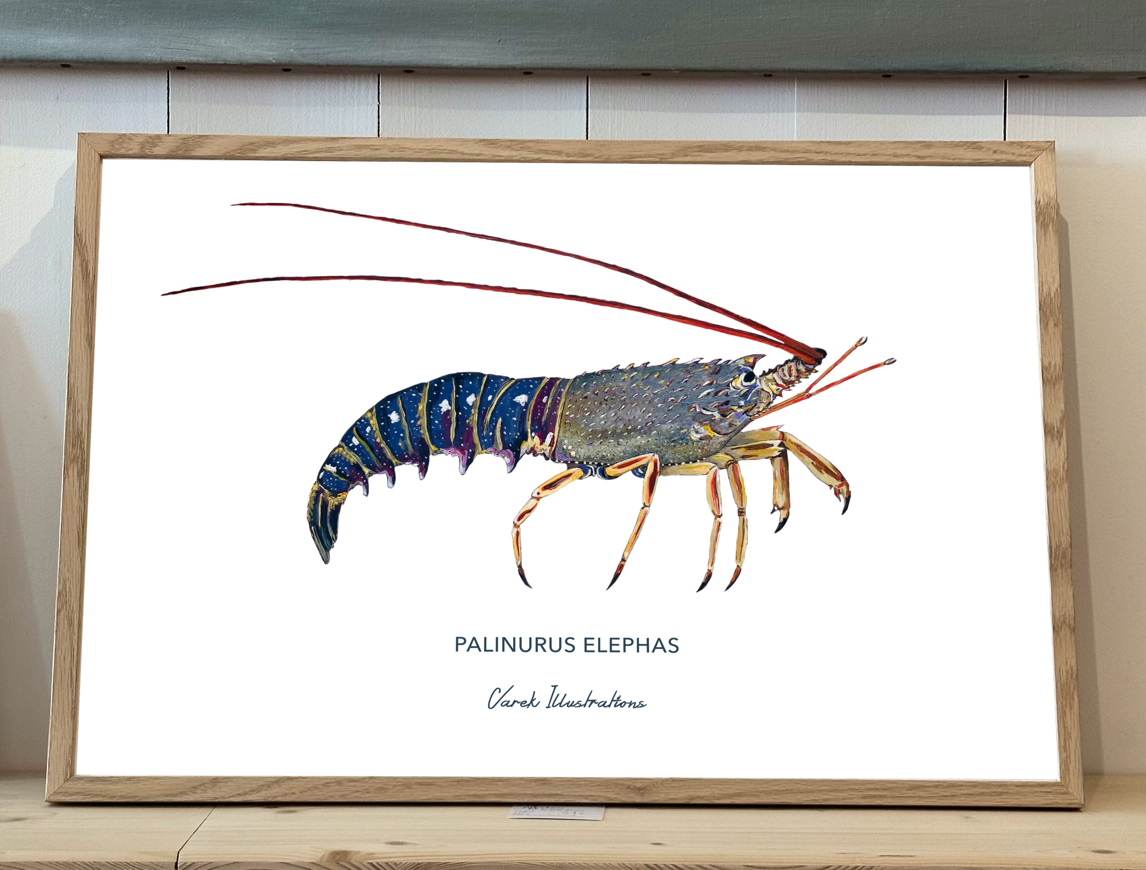 Affiche La Langouste - Papier d'art en 250gr 🌱