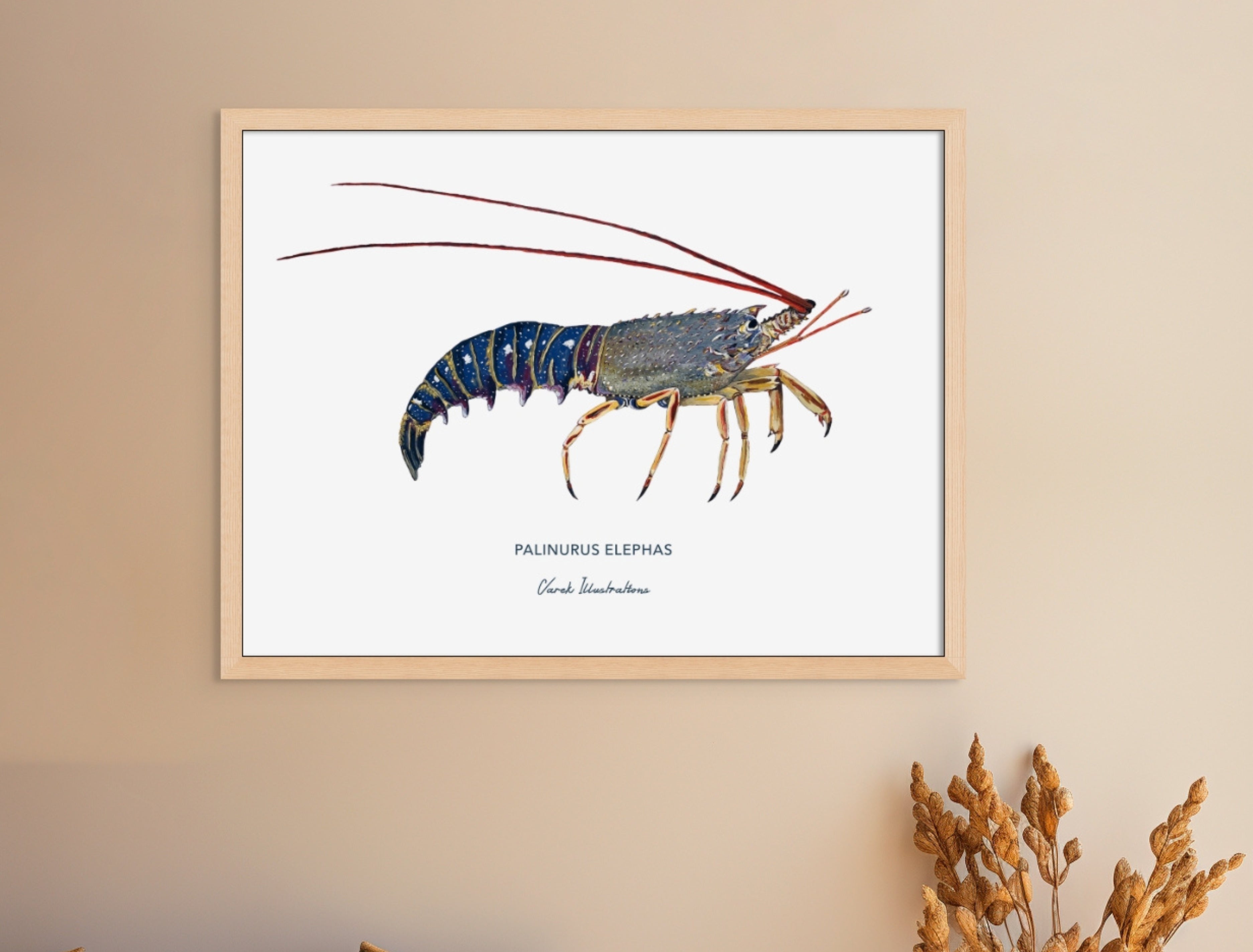 Affiche La Langouste