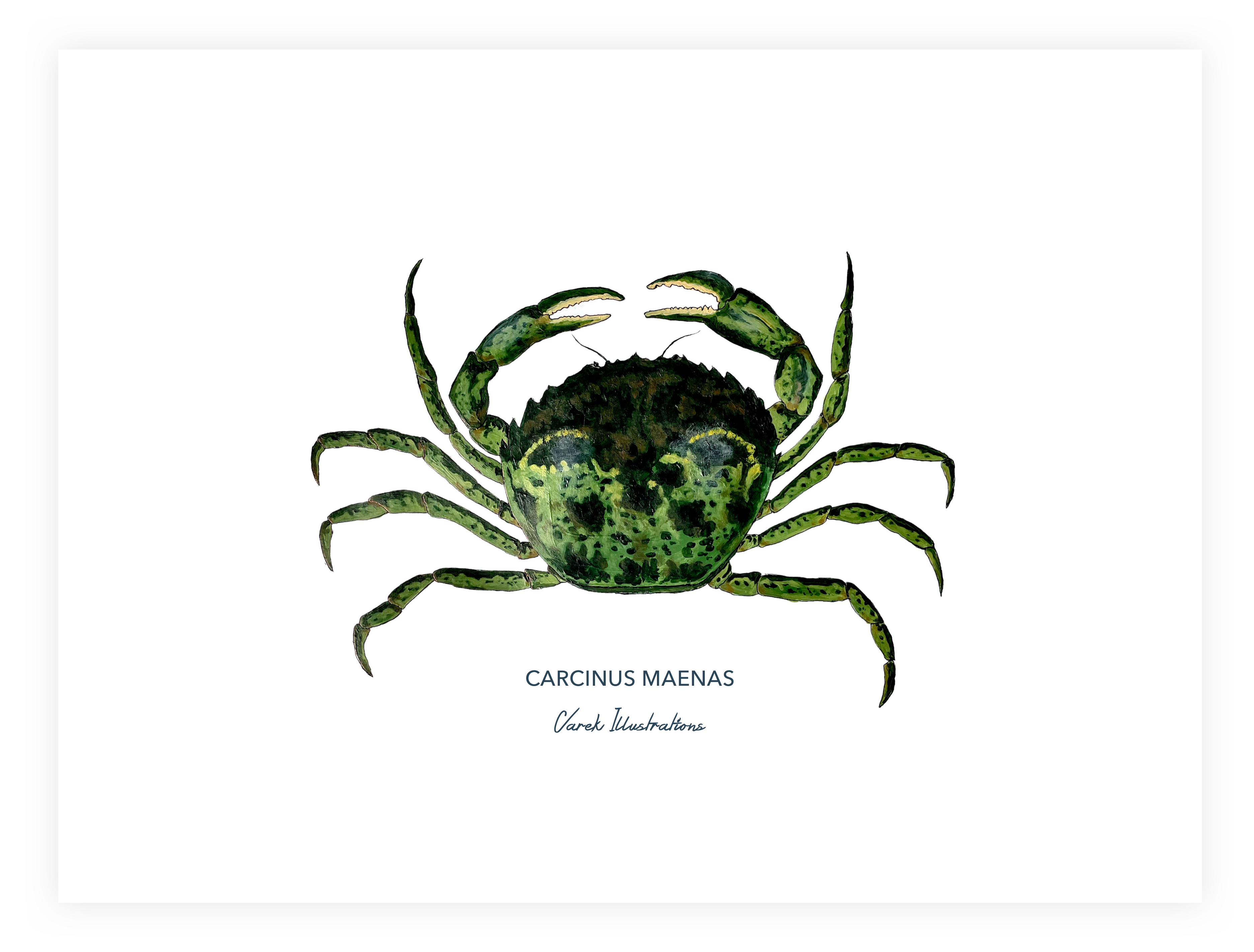 Affiche Le Crabe Vert - Papier d'art en 250gr 🌱