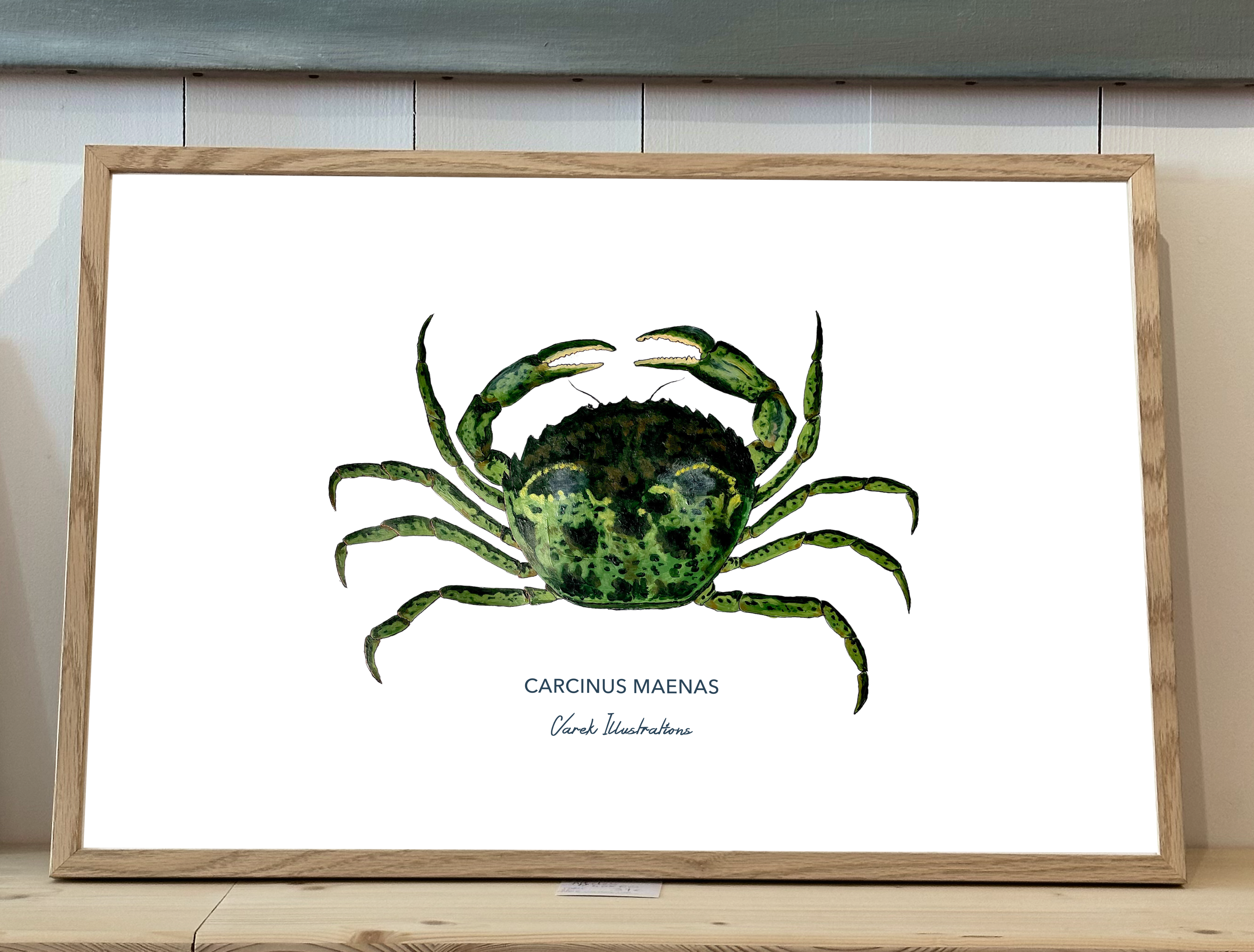 Affiche Le Crabe Vert - Papier d'art en 250gr 🌱