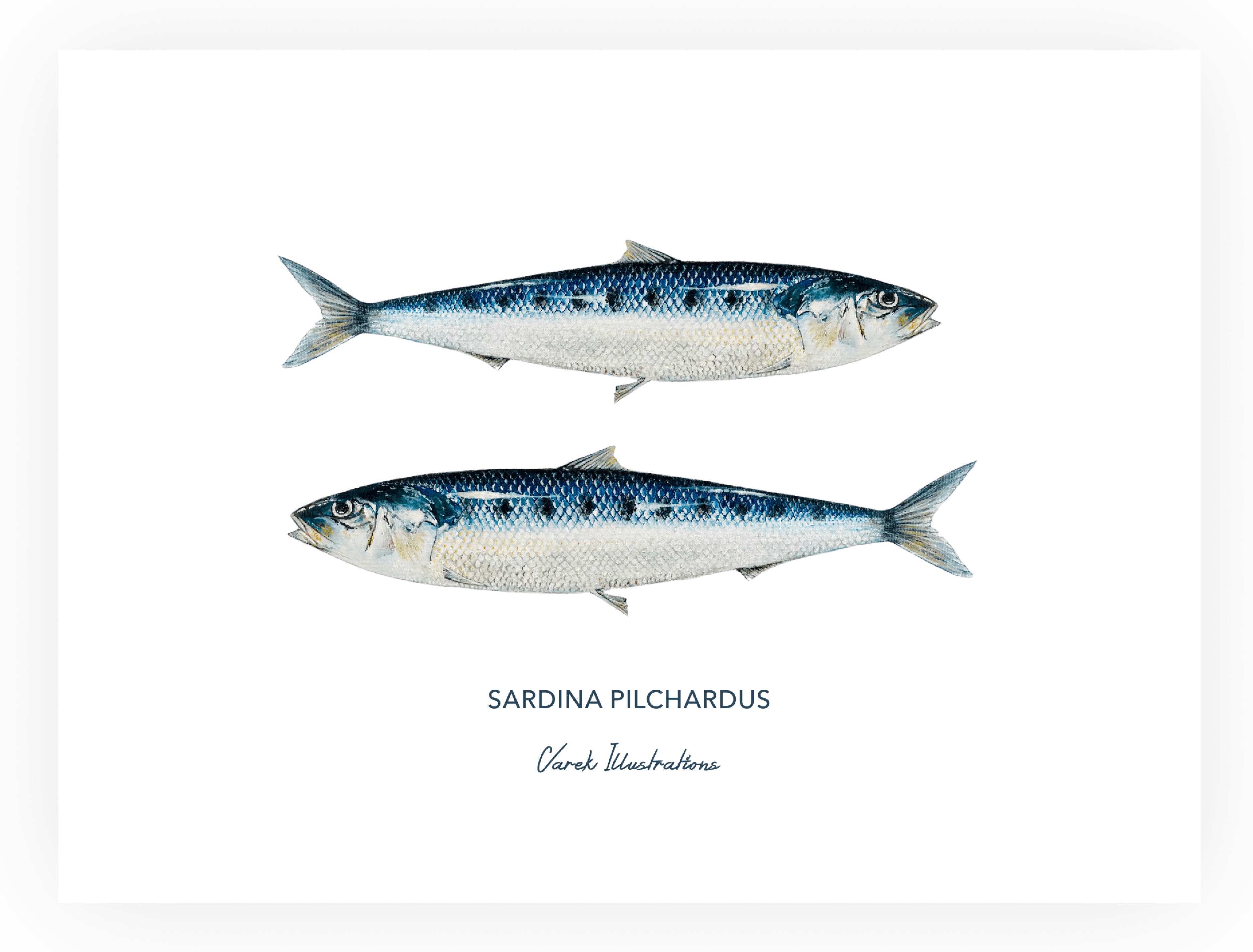 Affiche Les Sardines - Papier d'art en 250gr 🌱