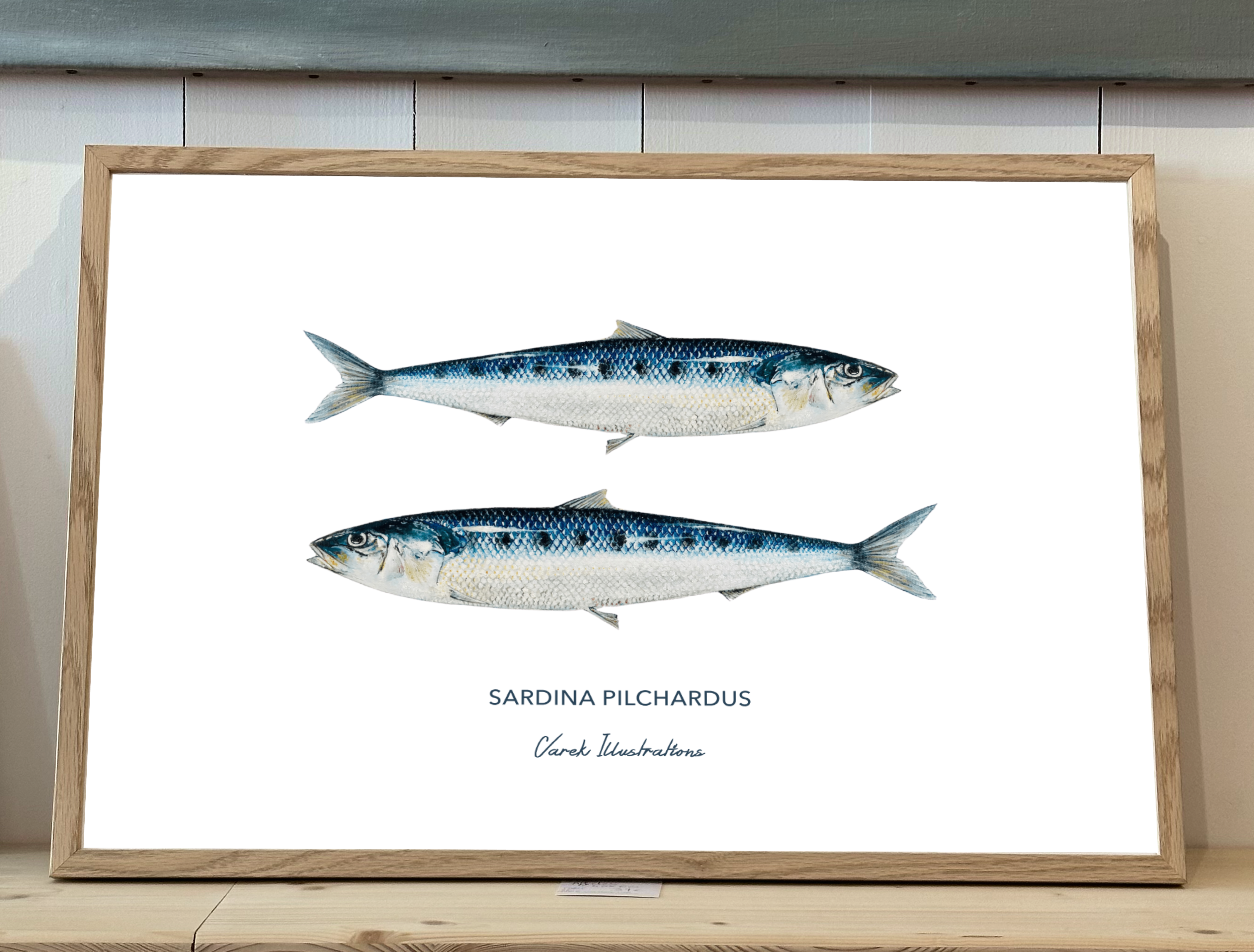 Affiche Les Sardines - Papier d'art en 250gr 🌱