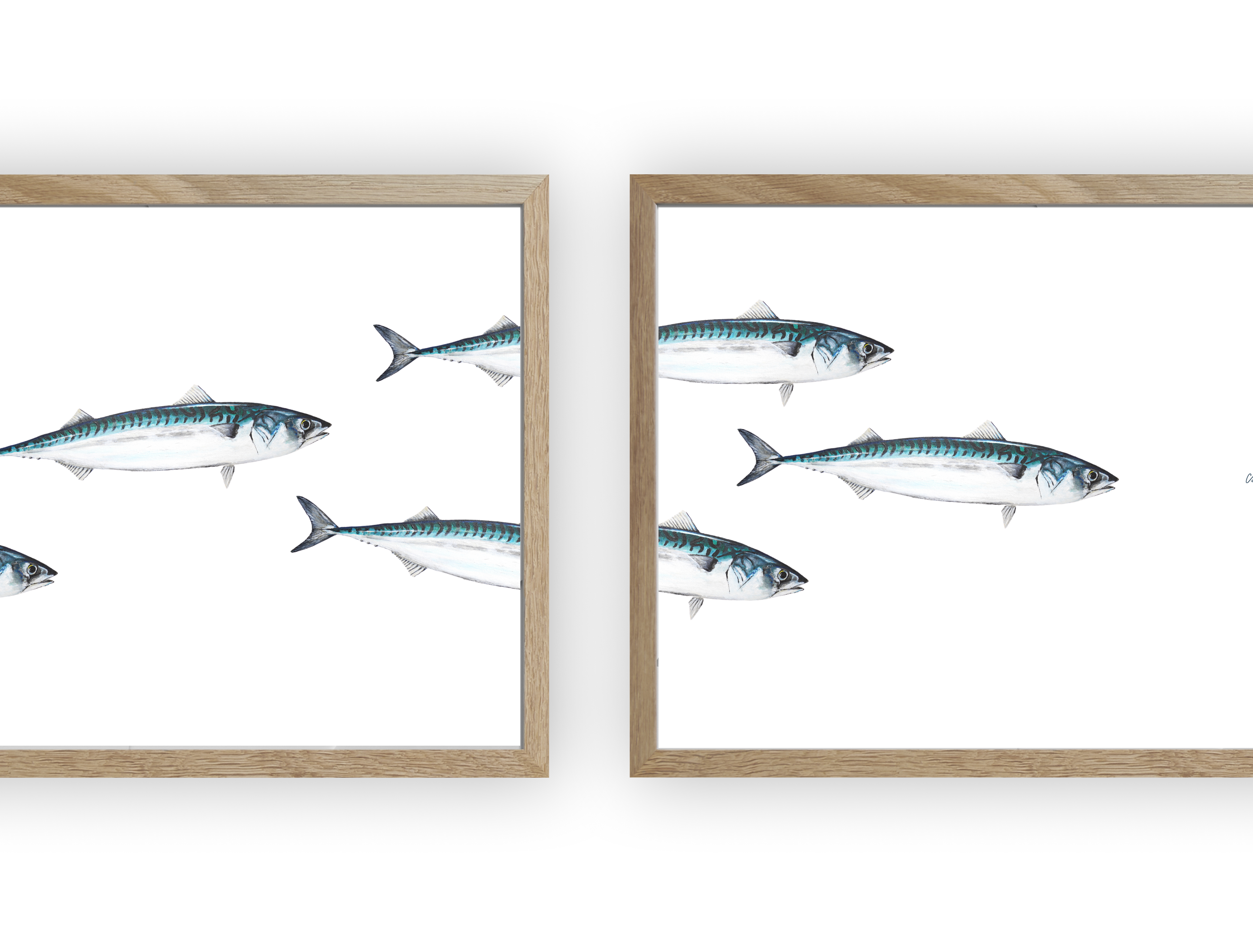 Triptyque Banc de Maquereau