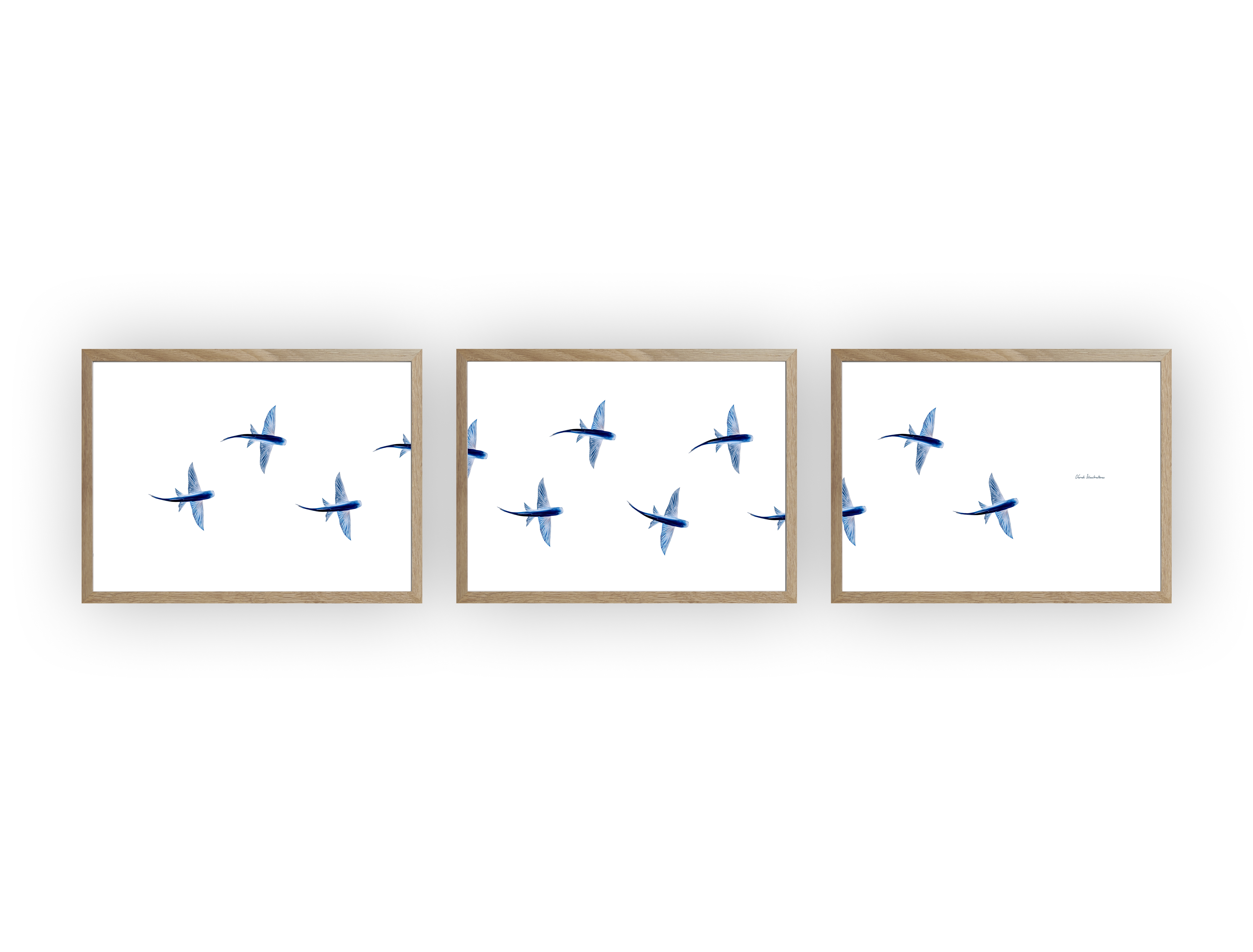 Triptyque : Les poissons volants vus du ciel