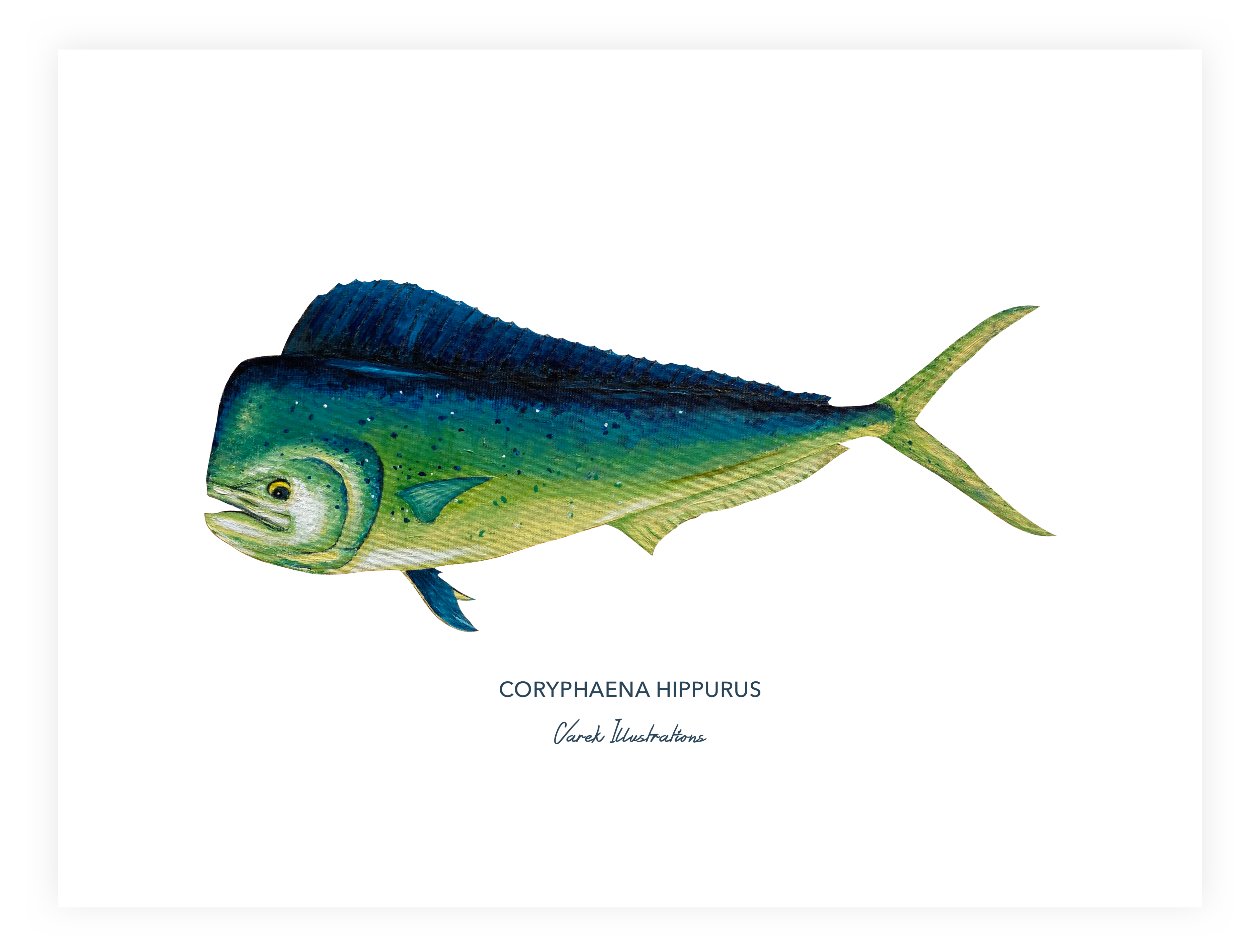 Affiche Le Mahi Mahi - Papier d'art en 250gr 🌱