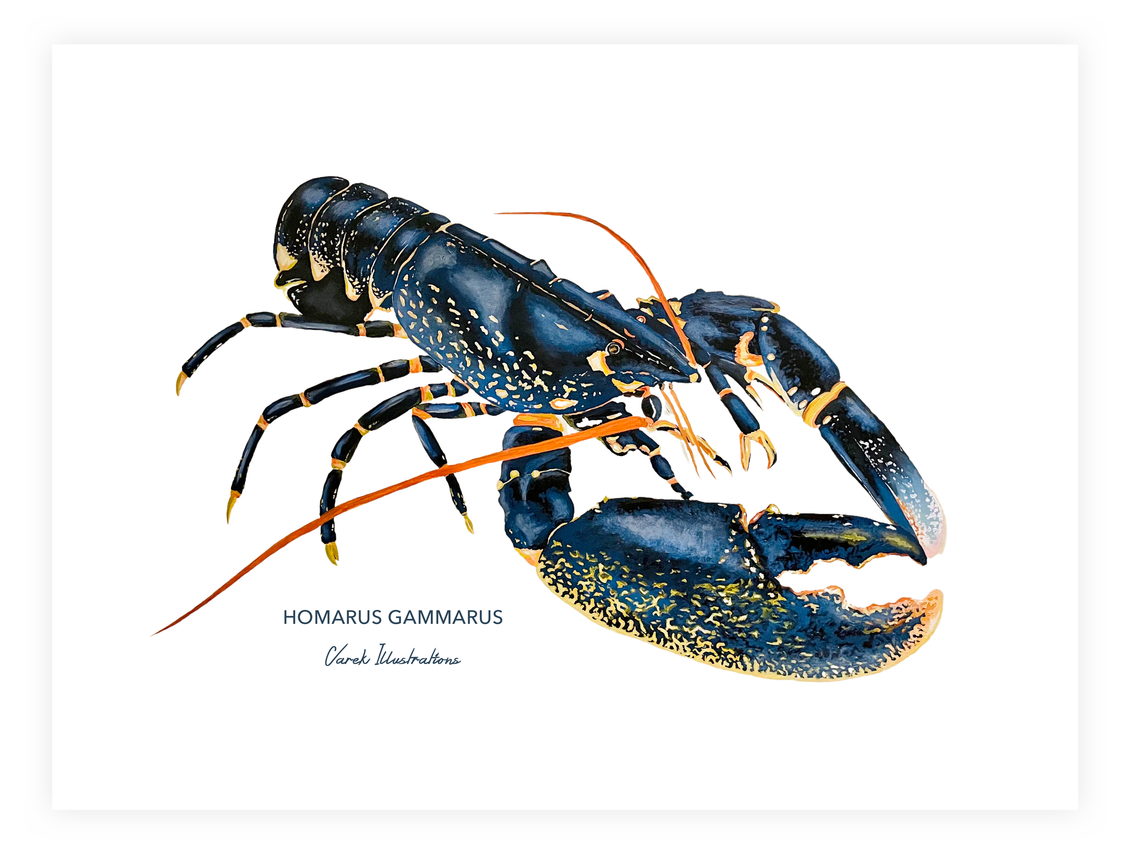 Affiche Le Homard - Papier d'art en 250gr 🌱