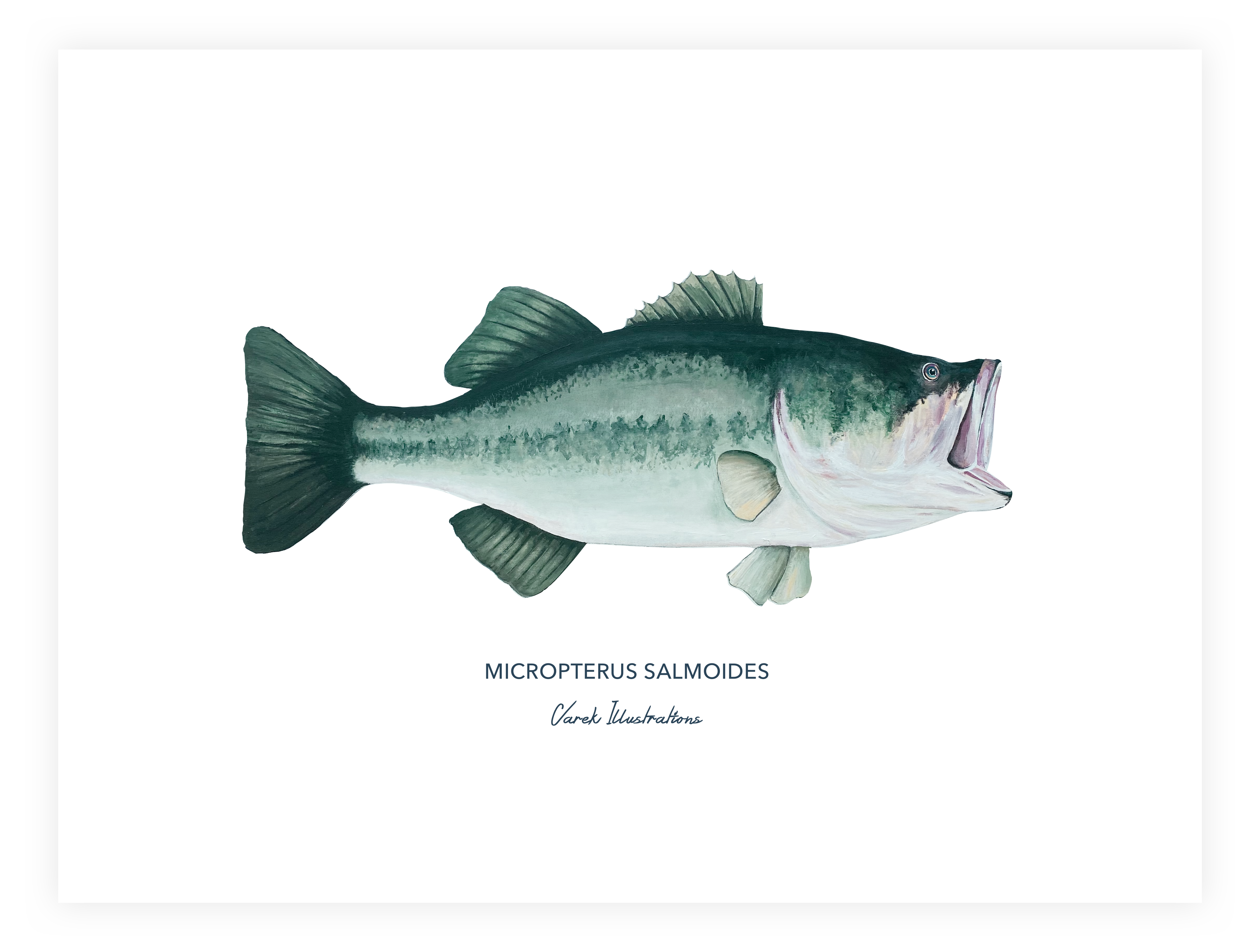 Affiche Le Black Bass - Papier d'art en 250gr 🌱