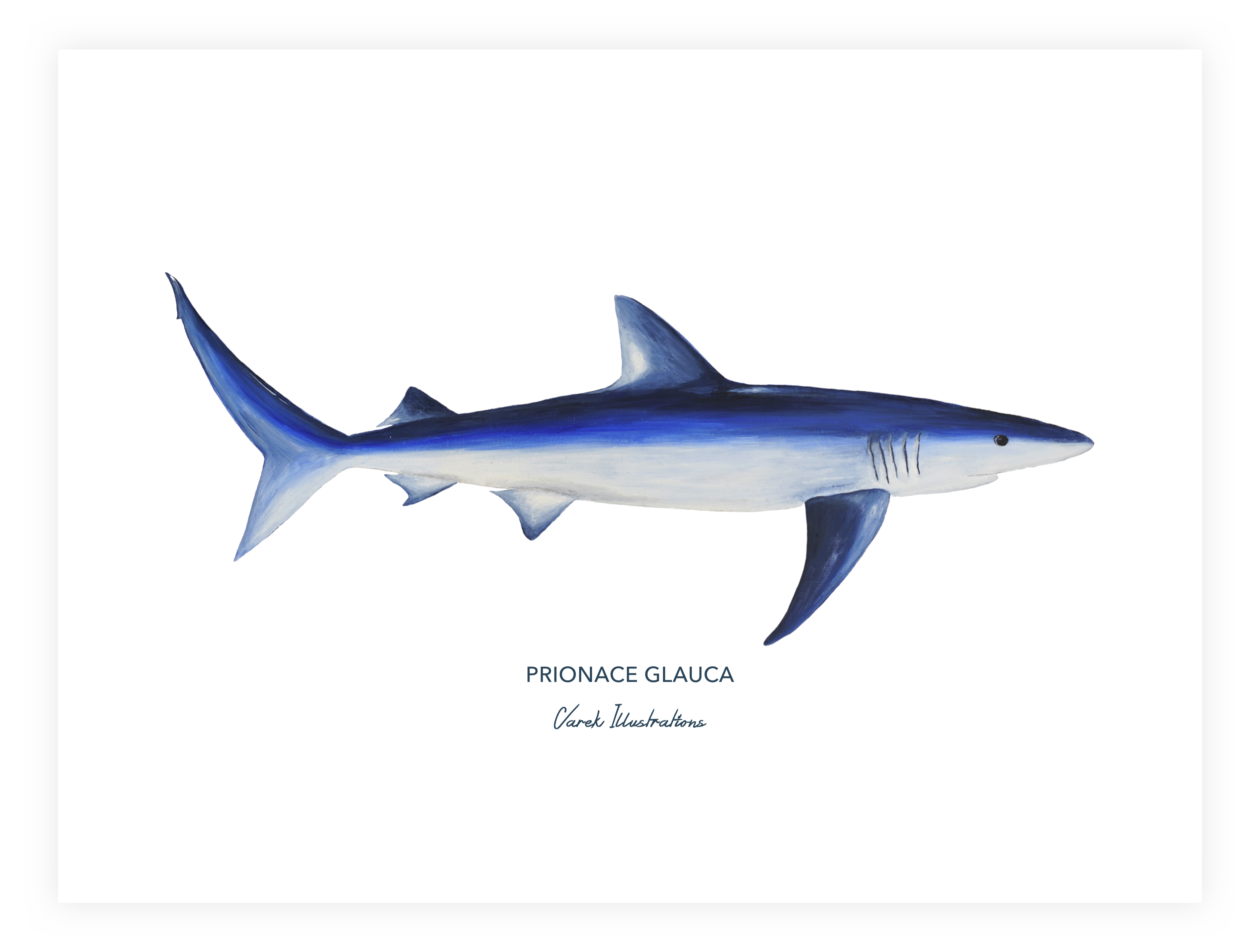 Affiche Le Requin Peau Bleue - Papier d'art en 250gr 🌱