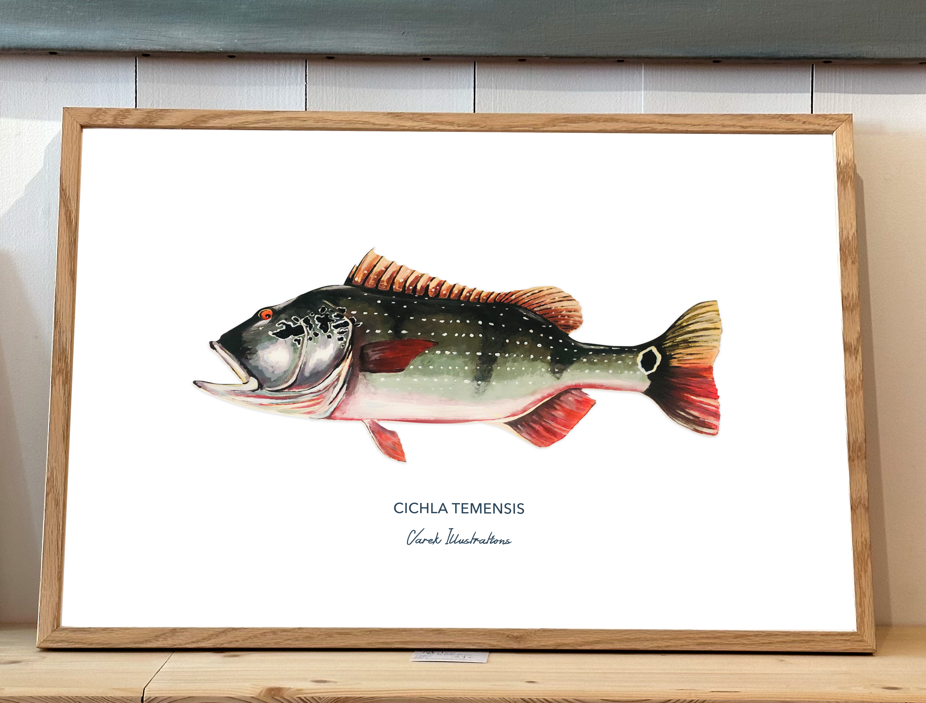 Affiche Le Peacock Bass - Papier d'art en 250gr 🌱